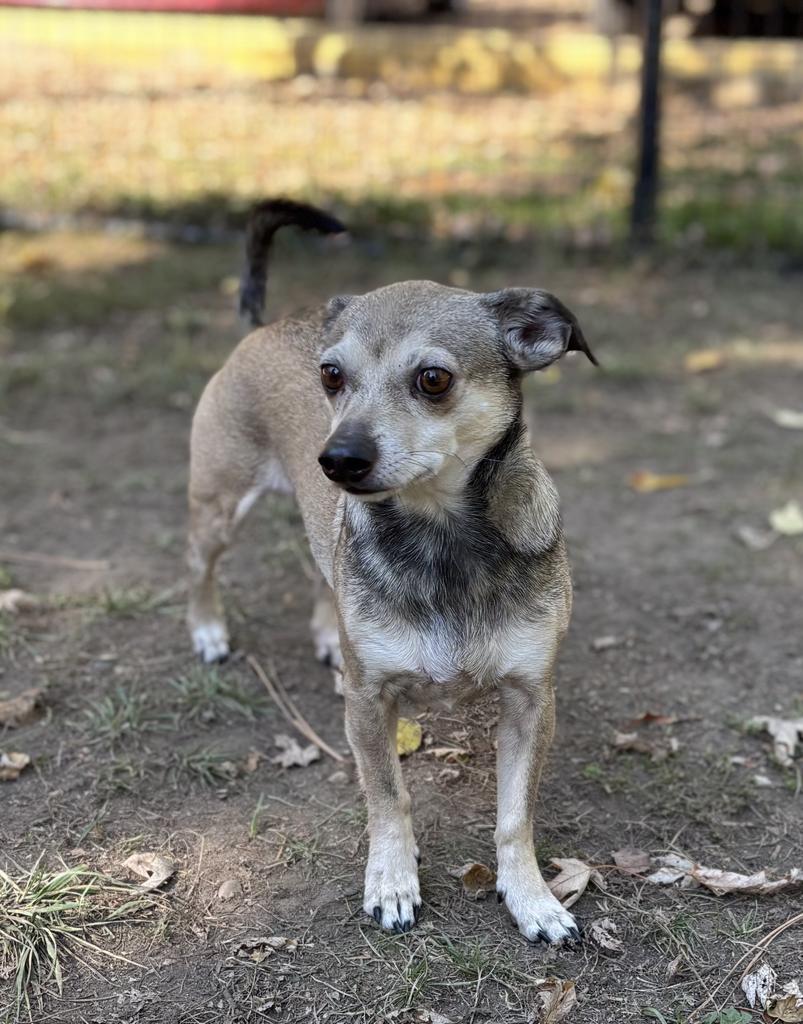 Buddy, a Adoptable mixed breed in Thompson Falls, MT image 1/3