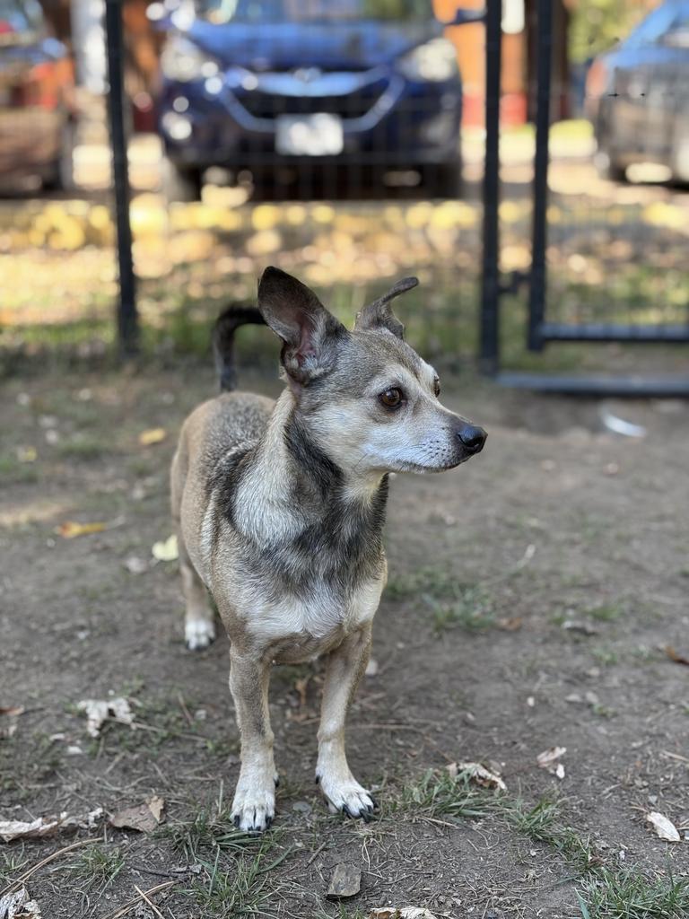 Buddy, a Adoptable mixed breed in Thompson Falls, MT image 3/3