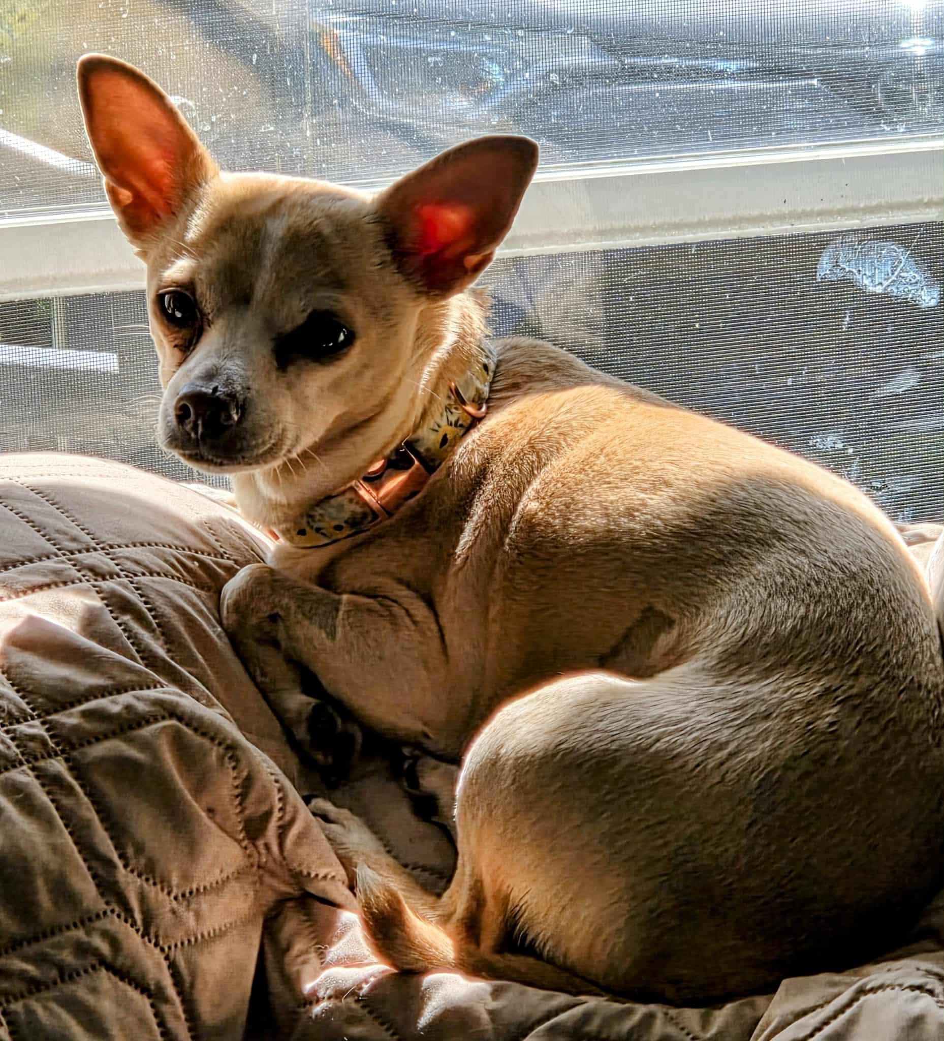 Felicity, a Adoptable Chihuahua in Columbia City, IN image 2/3