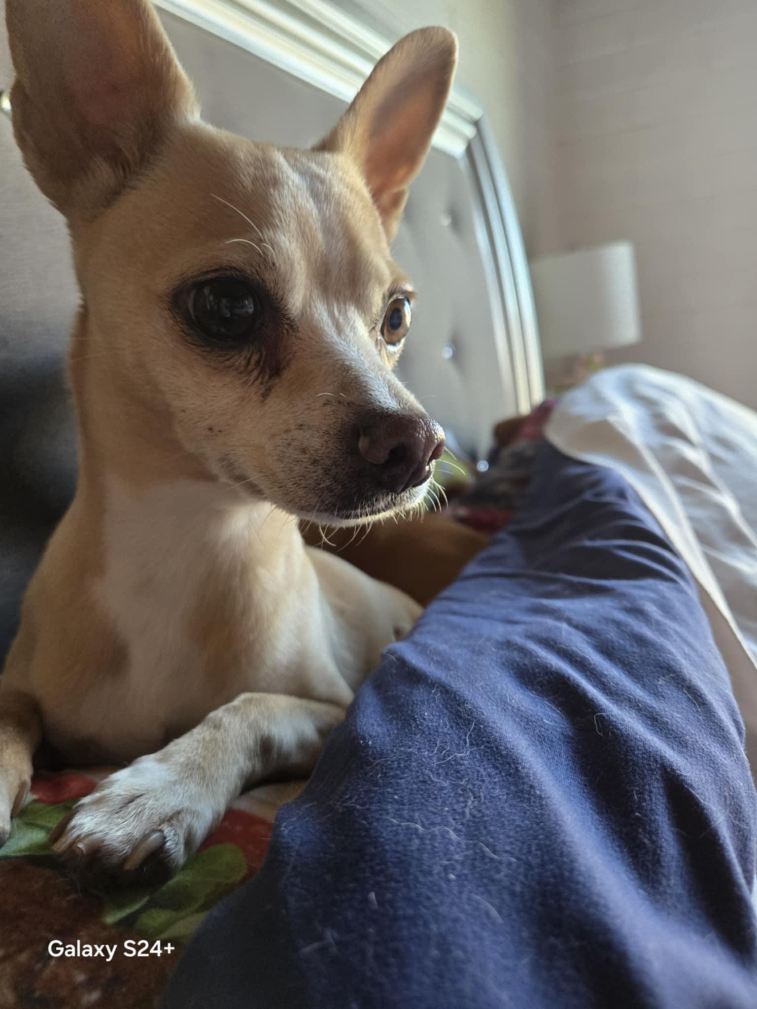 Felicity, a Adoptable Chihuahua in Columbia City, IN image 3/3