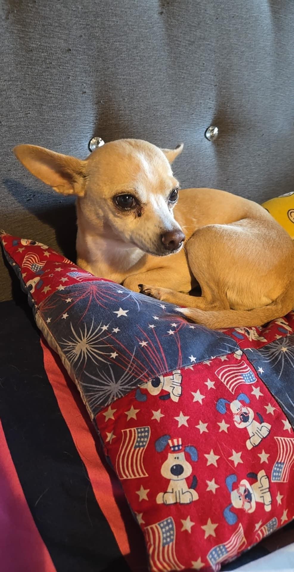 Felicity, Adoptable, Adult Female Chihuahua.