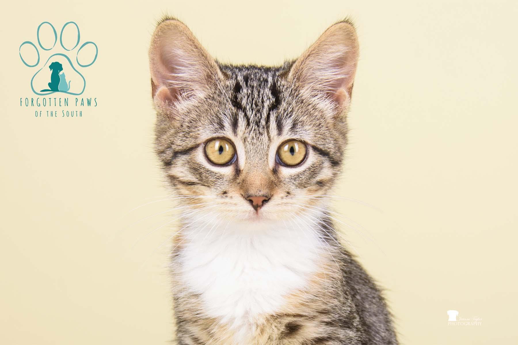 Belle, Adopted, Young Female Domestic Short Hair.