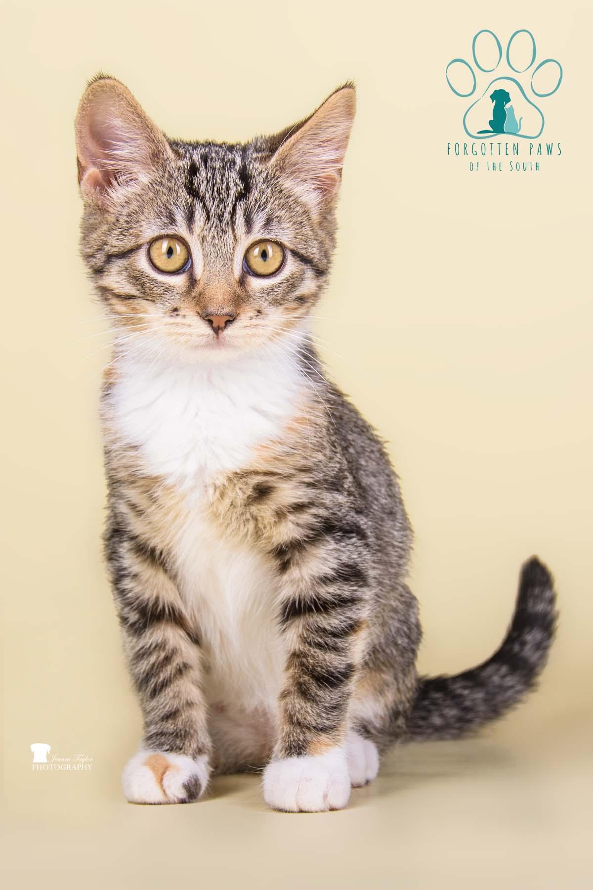 Enlarge Belle, a Adopted Domestic Short Hair in Moncks Corner, SC image 2/5