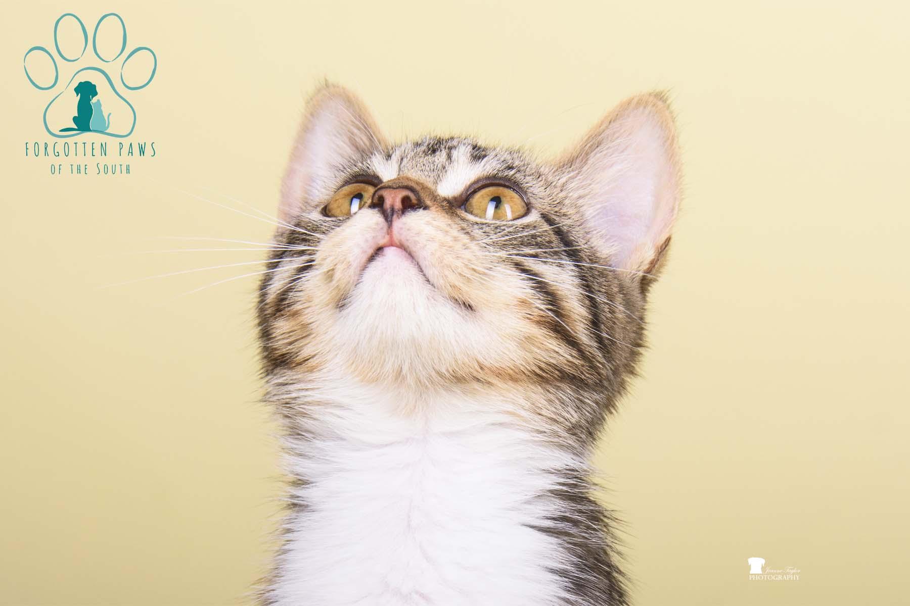 Enlarge Belle, a Adopted Domestic Short Hair in Moncks Corner, SC image 3/5