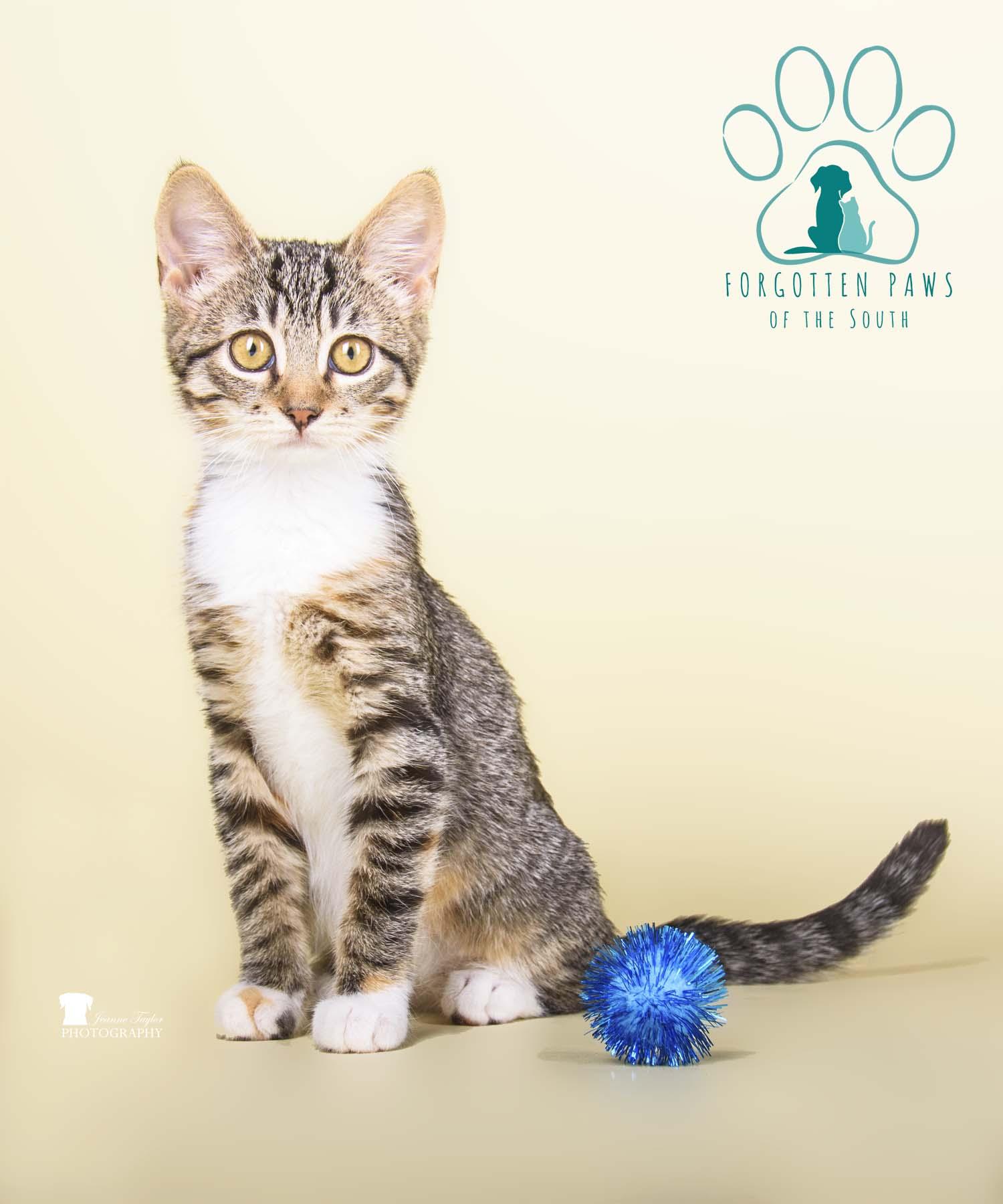 Enlarge Belle, a Adopted Domestic Short Hair in Moncks Corner, SC image 4/5