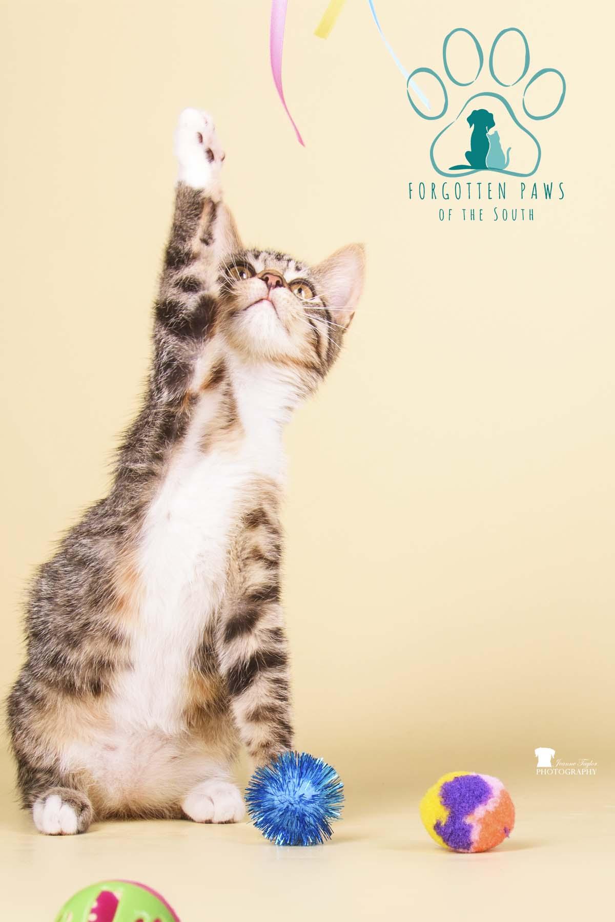 Enlarge Belle, a Adopted Domestic Short Hair in Moncks Corner, SC image 5/5