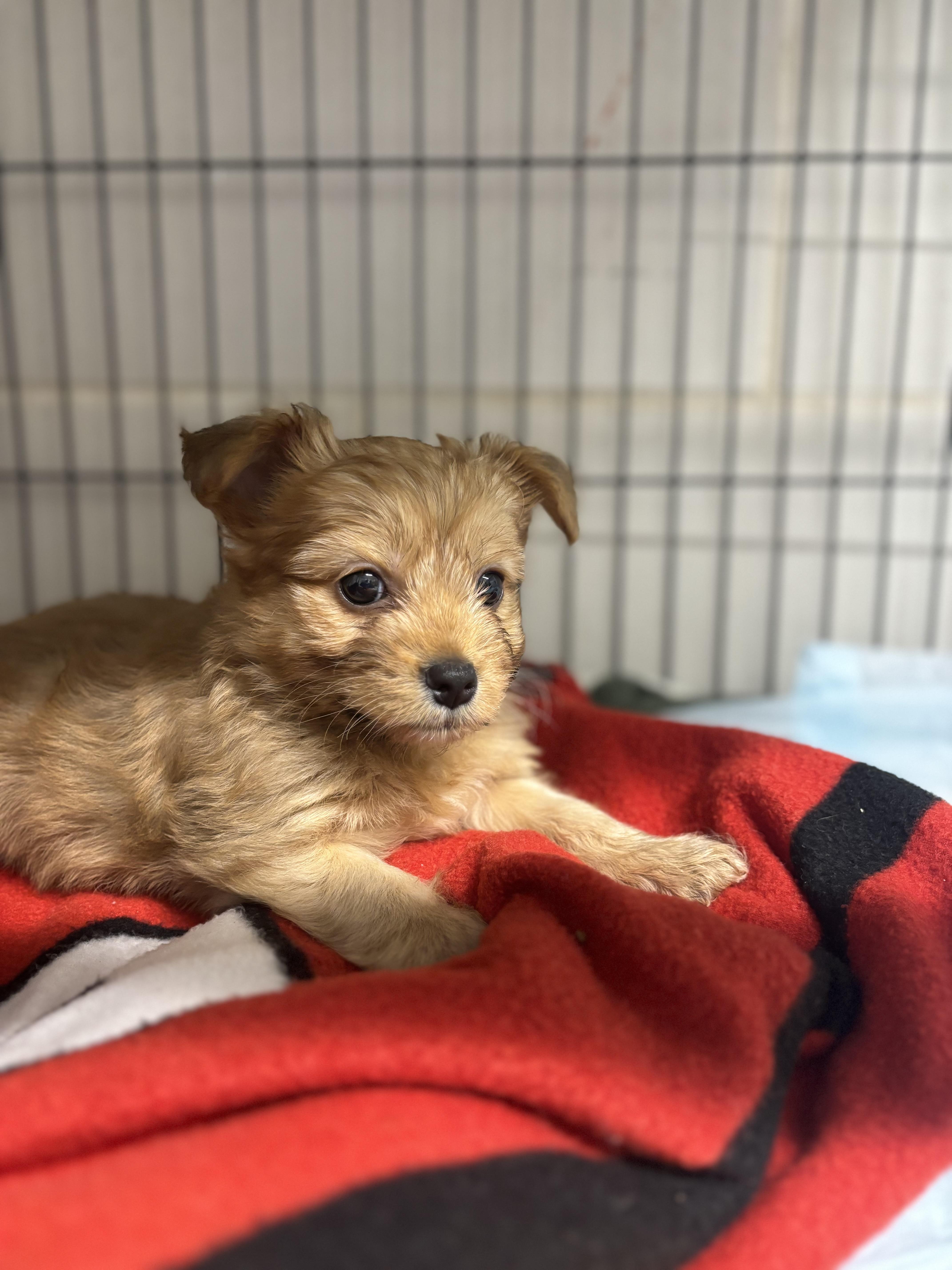 Enlarge Milo, a ADOPTABLE mixed breed in Snover, MI image 1/3