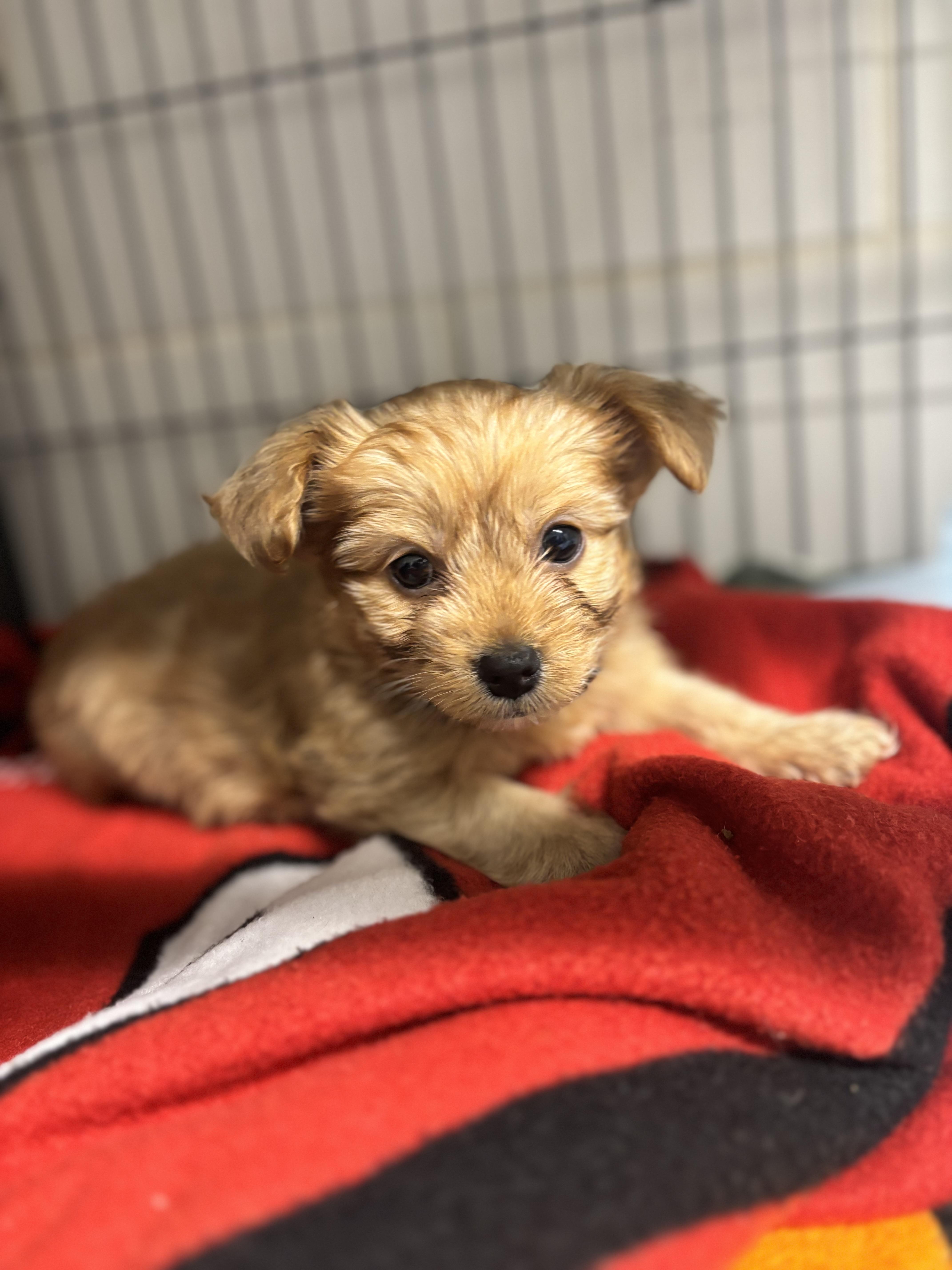 Enlarge Milo, a ADOPTABLE mixed breed in Snover, MI image 2/3