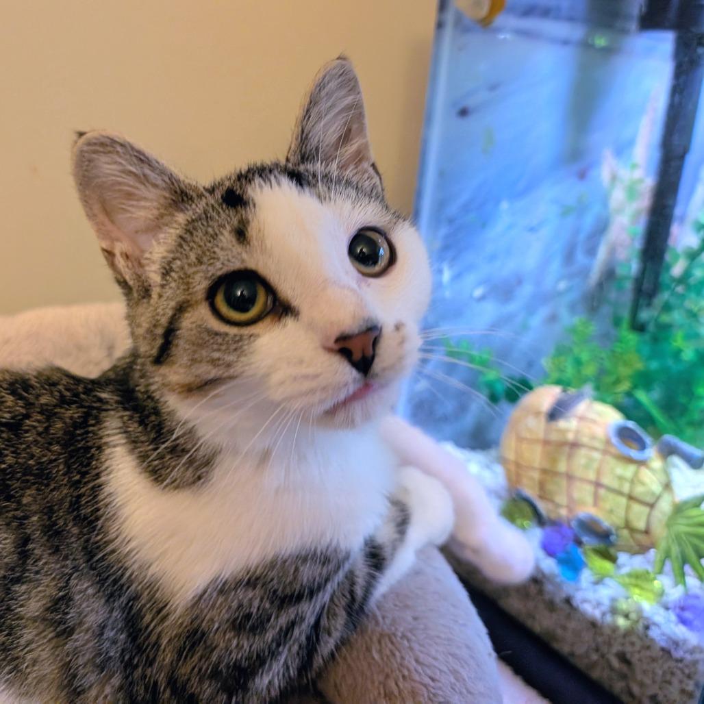 Diana, Adoptable, Young Female Domestic Short Hair.