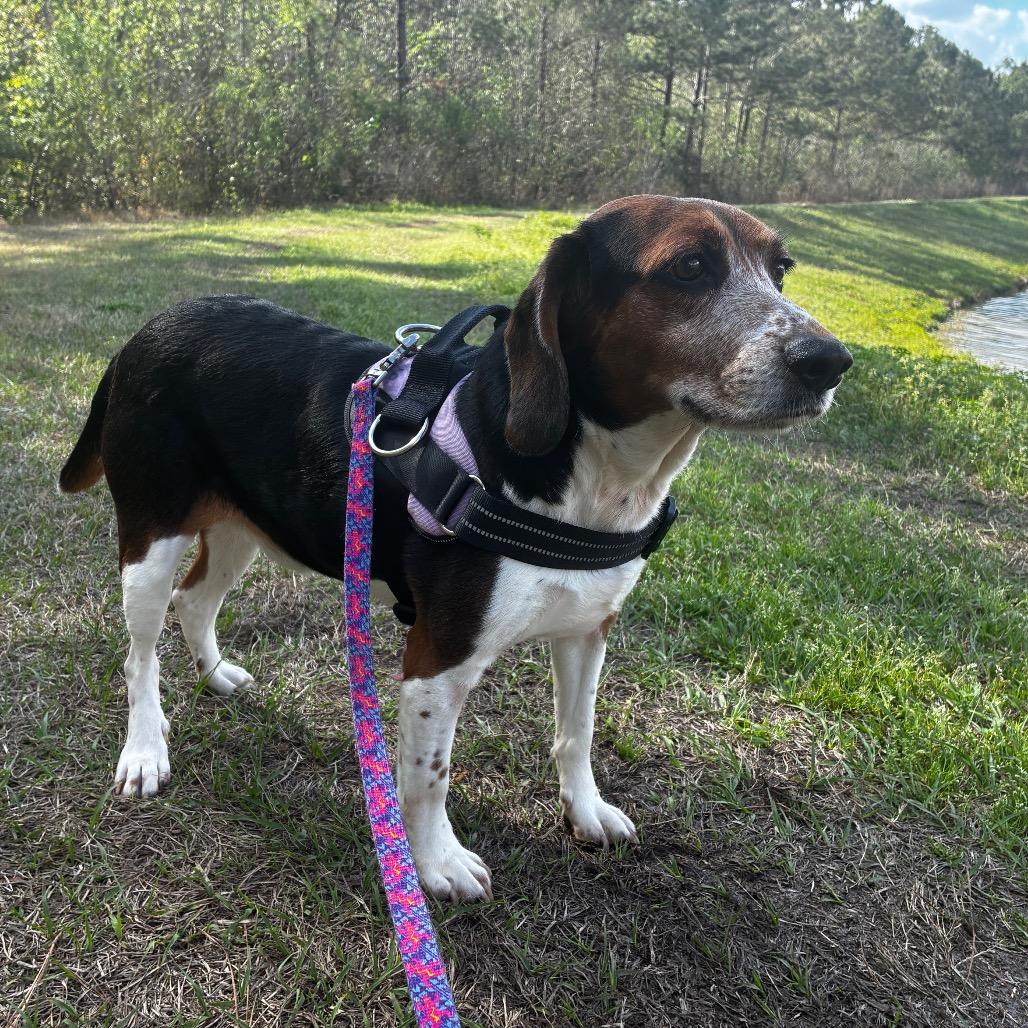 Enlarge Jared 28414, a Adoptable mixed breed in Middleburg, FL image 1/2