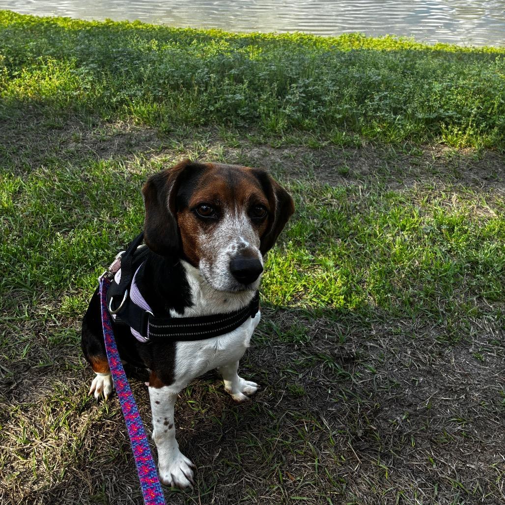 Enlarge Jared 28414, a Adoptable mixed breed in Middleburg, FL image 2/2