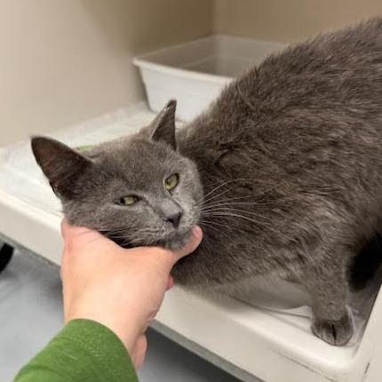 Sawyer, a Adoptable Domestic Short Hair in Rocky Mount, VA image 1/3