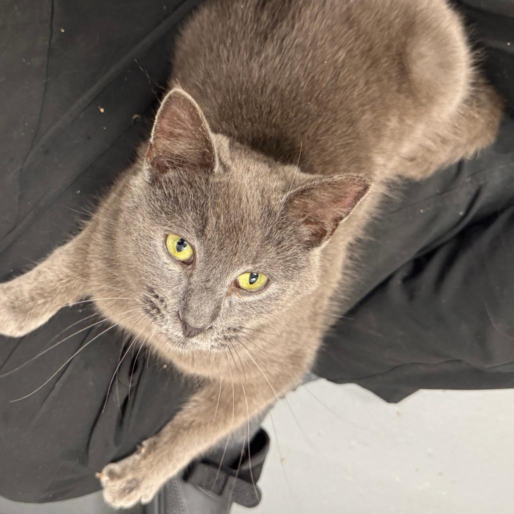 Sawyer, a Adoptable Domestic Short Hair in Rocky Mount, VA image 2/3