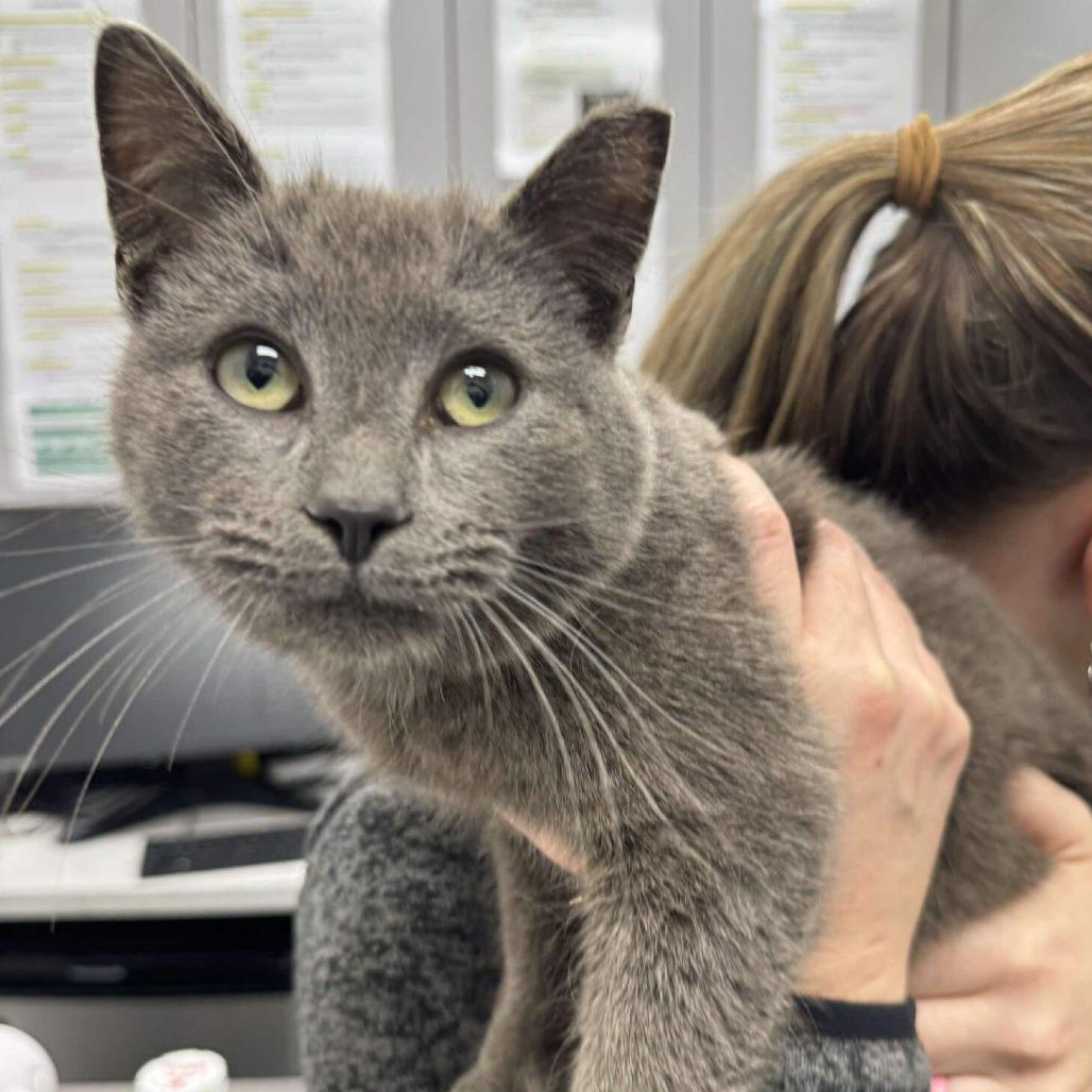 Sawyer, a Adoptable Domestic Short Hair in Rocky Mount, VA image 3/3