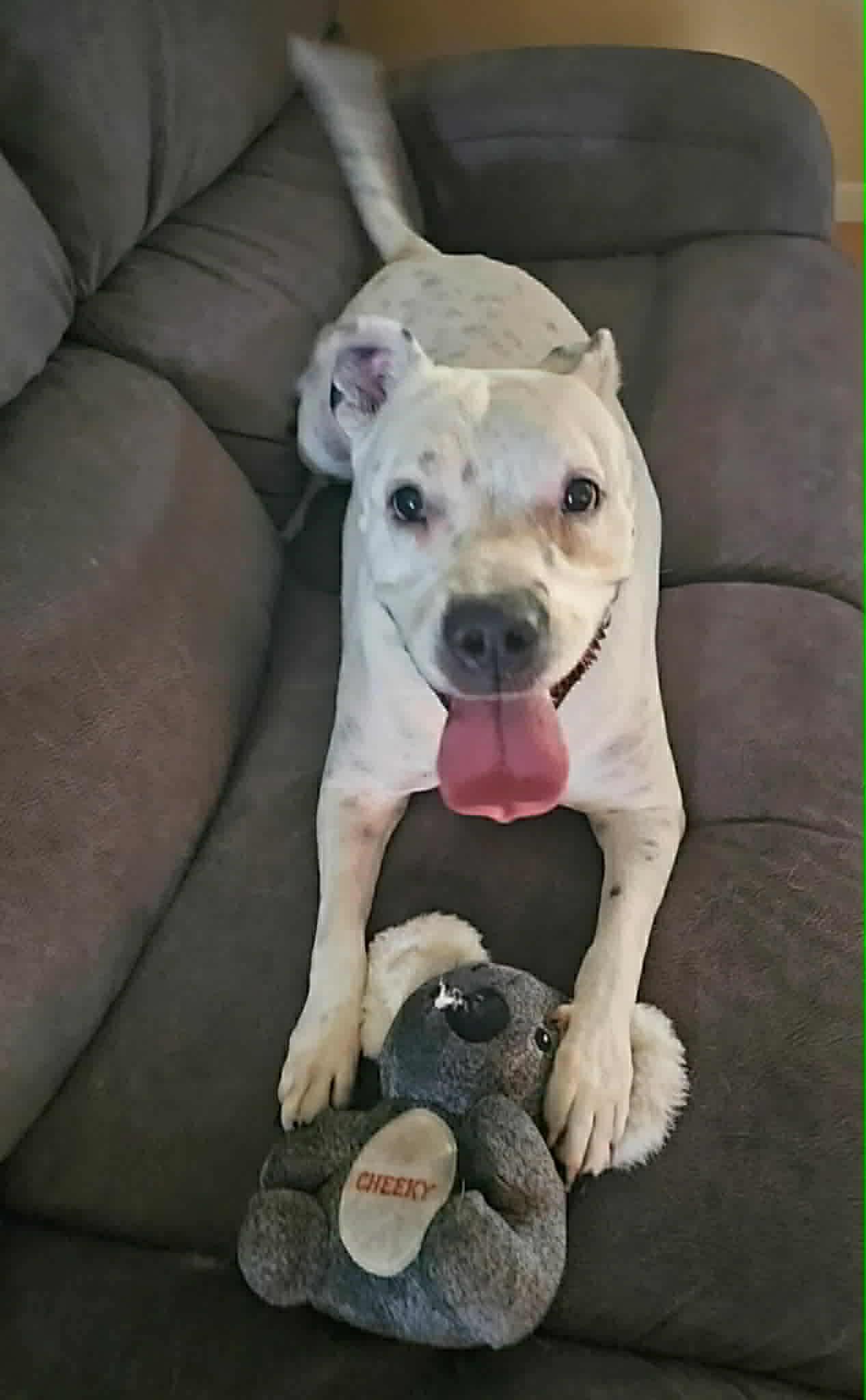 Enlarge Spotta, a ADOPTABLE mixed breed in Phoenix, AZ image 5/6