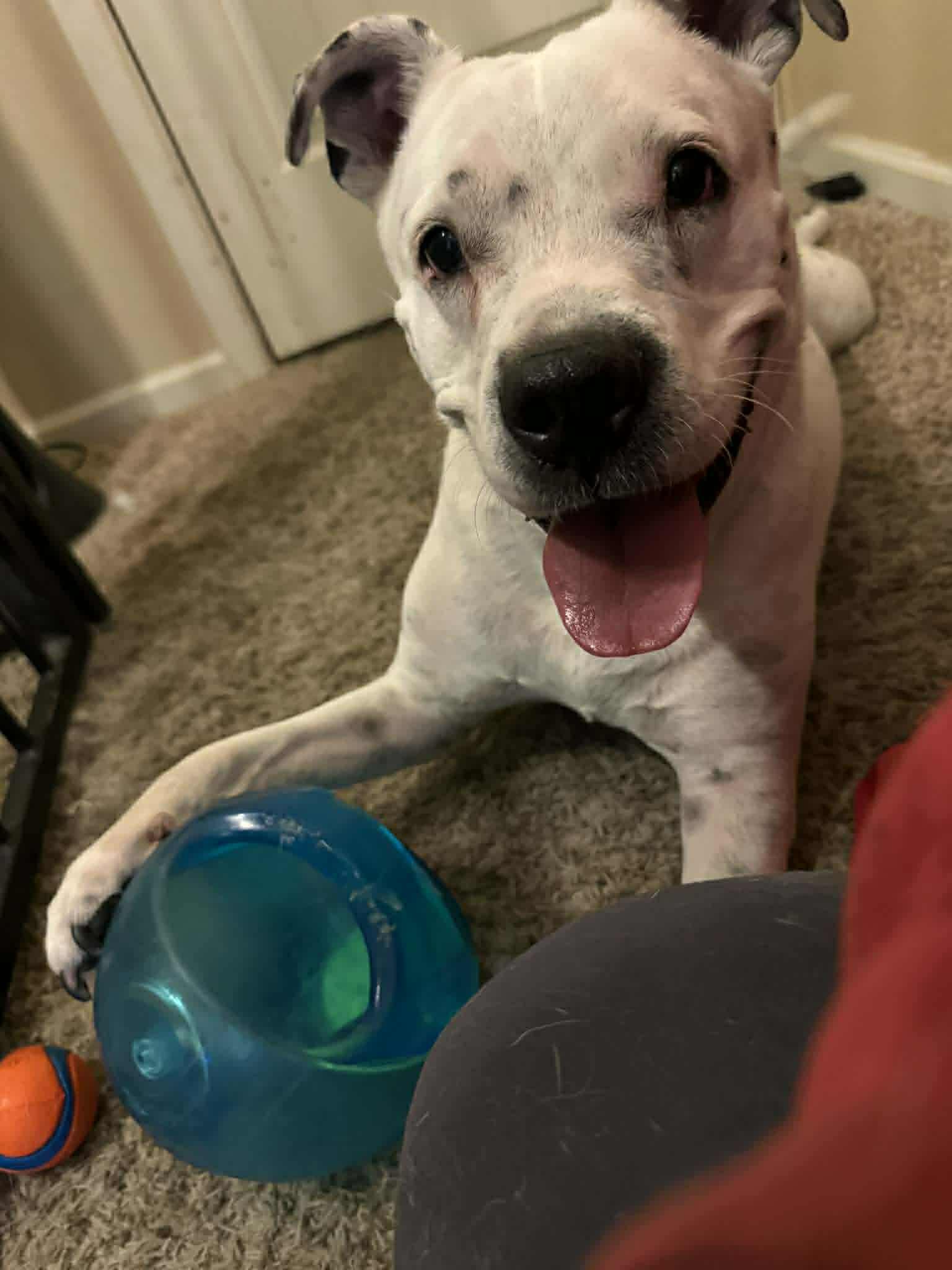 Enlarge Spotta, a ADOPTABLE mixed breed in Phoenix, AZ image 3/6