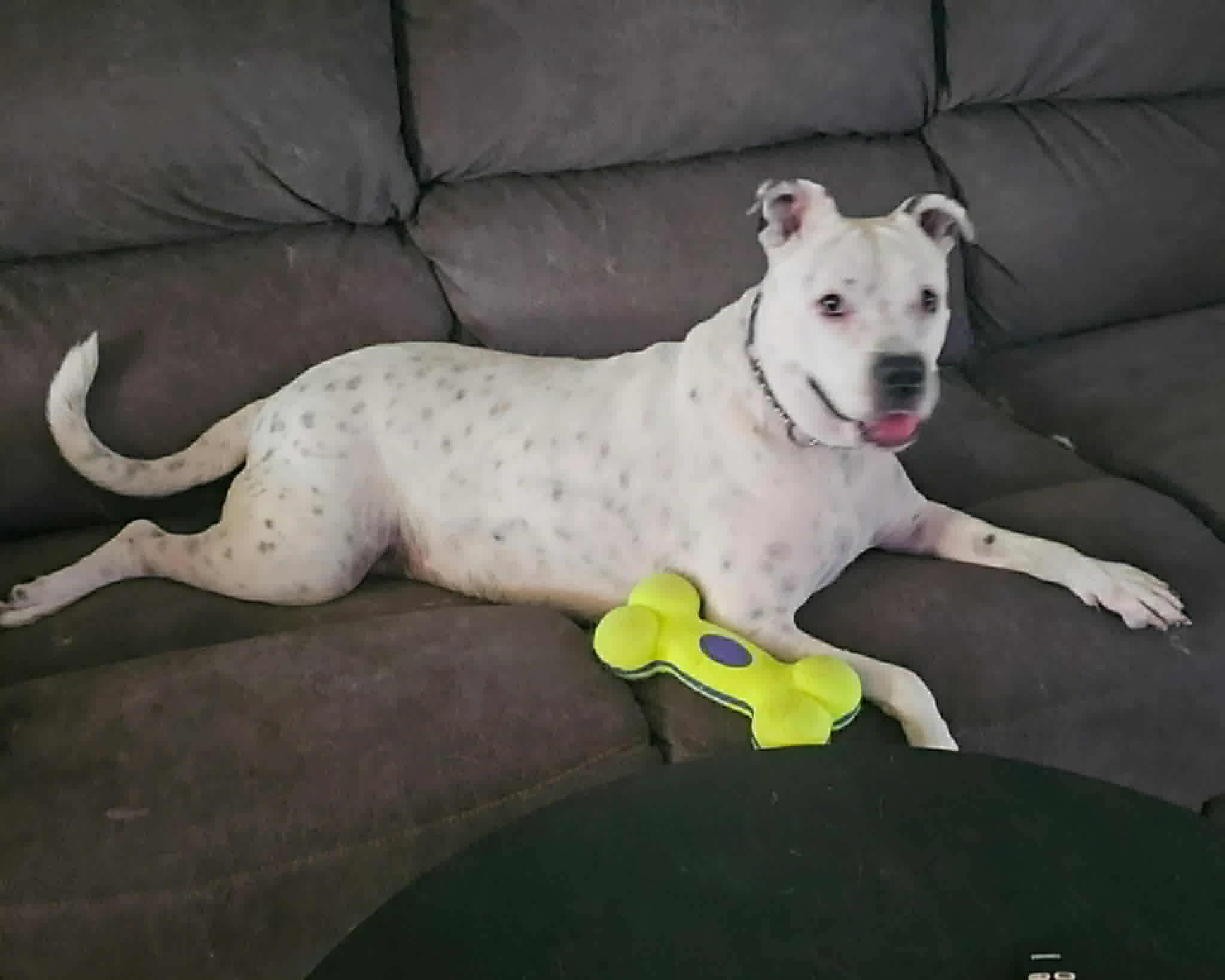 Enlarge Spotta, a ADOPTABLE mixed breed in Phoenix, AZ image 4/6