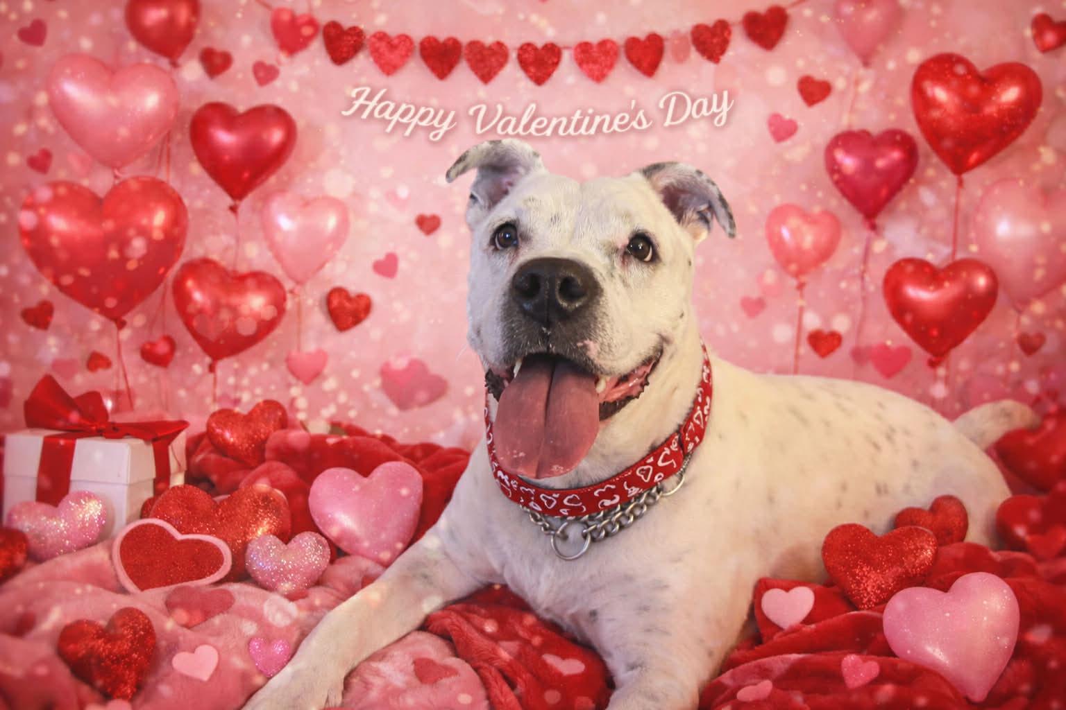 Enlarge Spotta, a ADOPTABLE mixed breed in Phoenix, AZ image 1/5