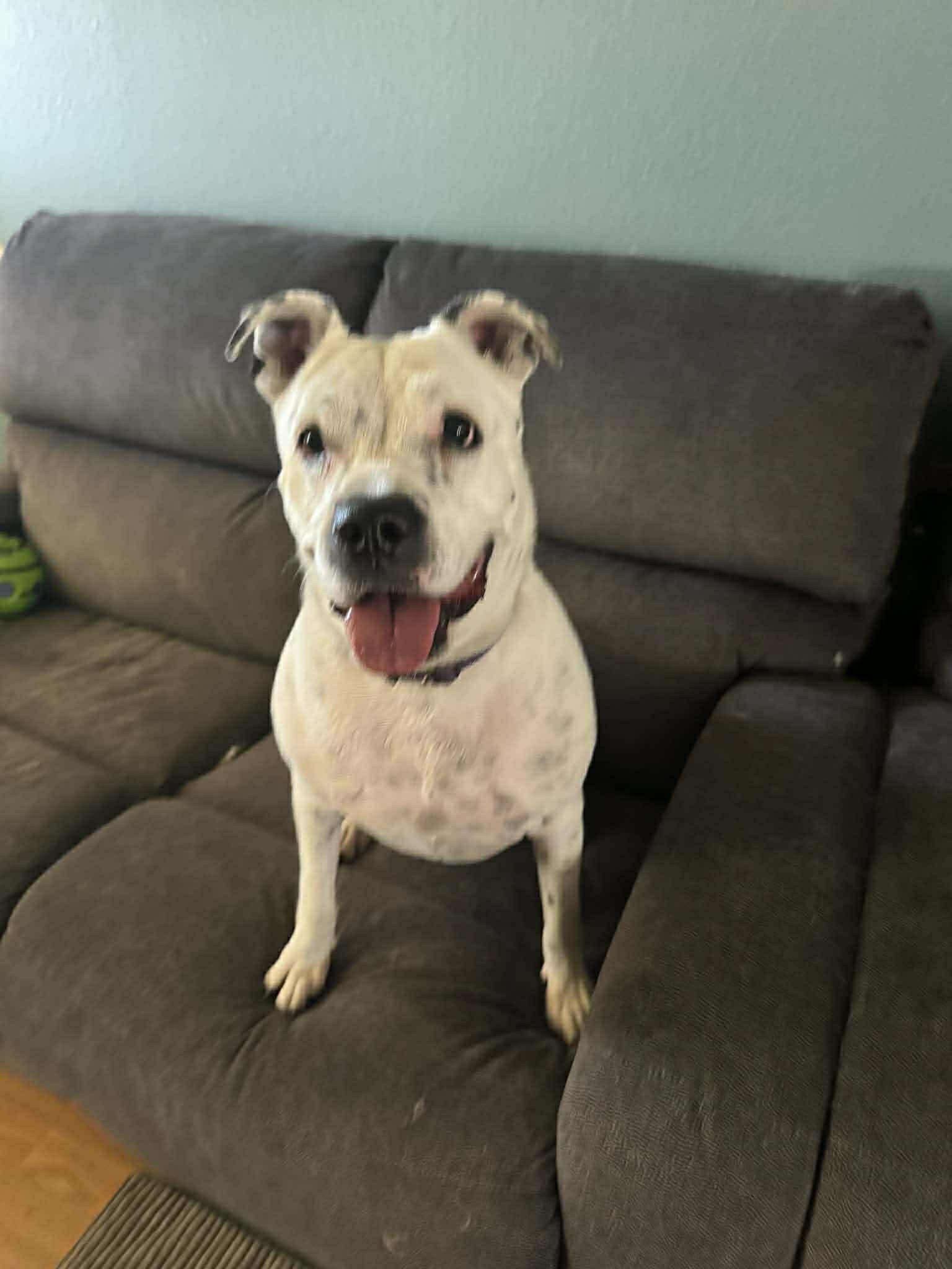 Enlarge Spotta, a ADOPTABLE mixed breed in Phoenix, AZ image 2/6