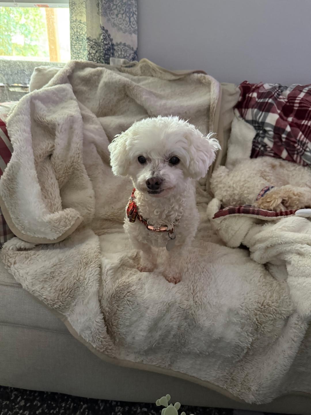 Tyler, Adopted, Senior Male Bichon Frise & Poodle.
