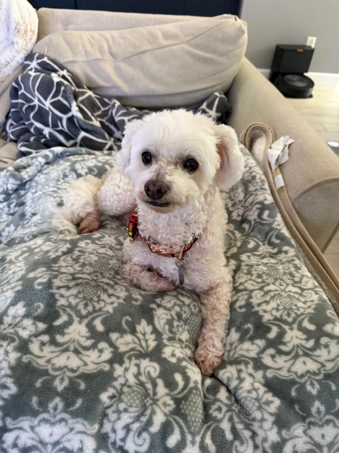 Enlarge Tyler, a Adopted mixed breed in Melbourne, FL image 2/3