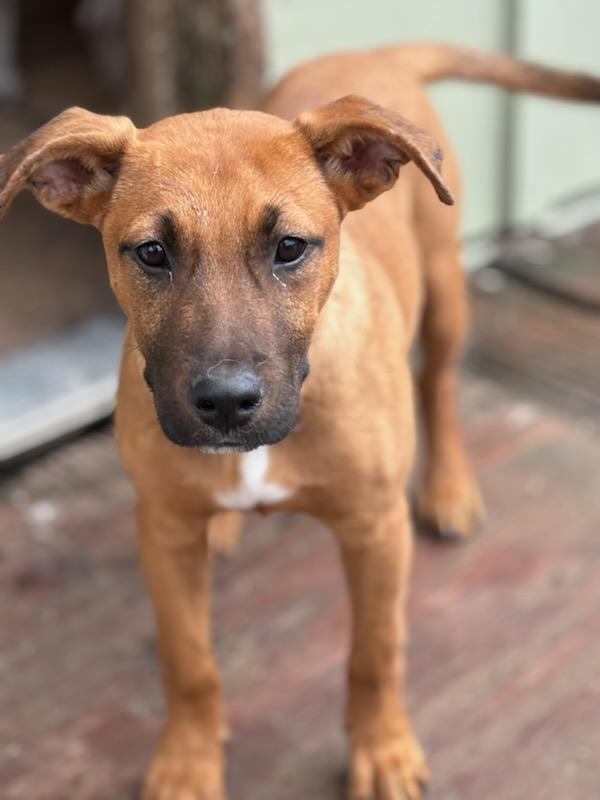 Enlarge Ava, a Adoptable mixed breed in Marengo, IL image 5/6