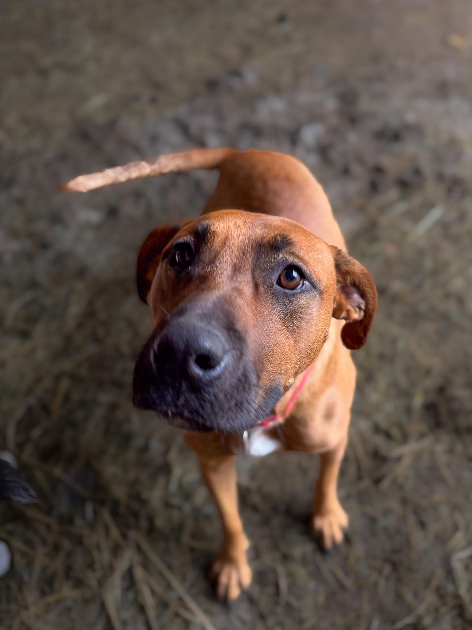 Enlarge Ava, a Adoptable mixed breed in Marengo, IL image 3/6