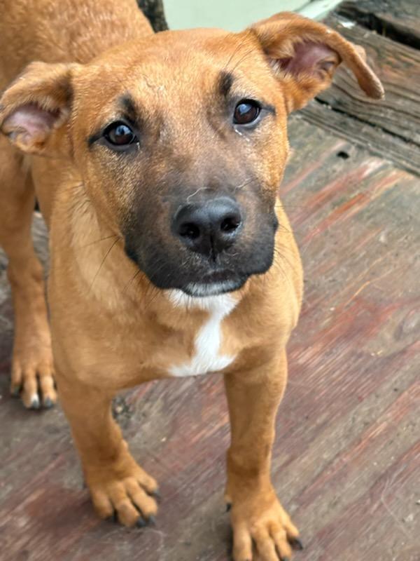 Enlarge Ava, a Adoptable mixed breed in Marengo, IL image 4/6