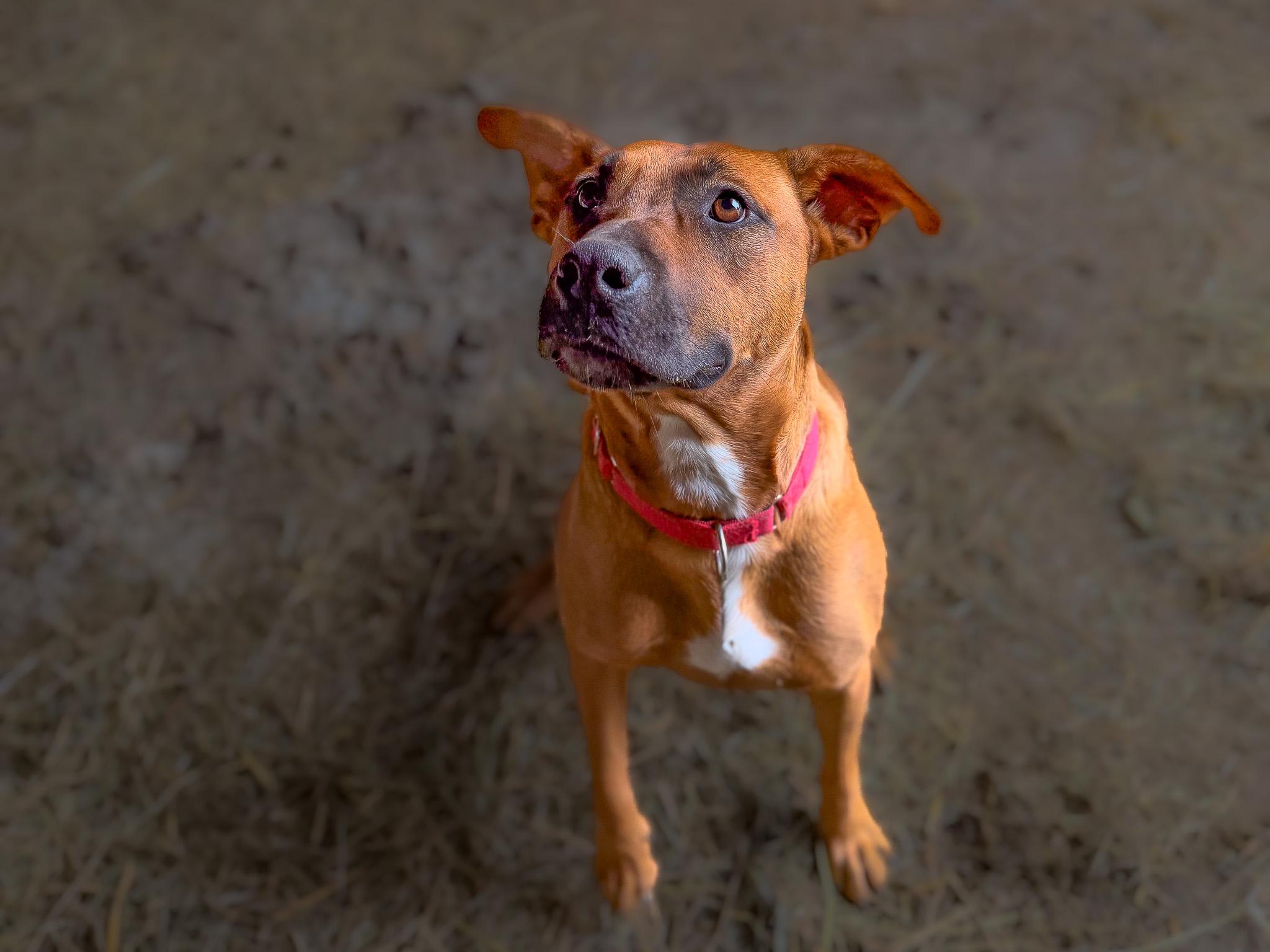 Enlarge Ava, a Adoptable mixed breed in Marengo, IL image 2/6