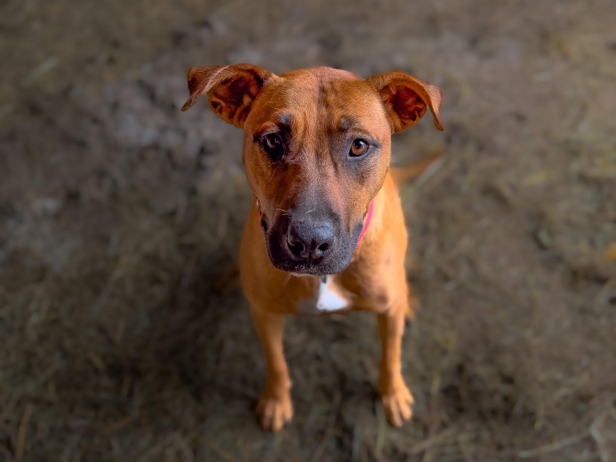 Ava, Adoptable, Puppy Female Shepherd.