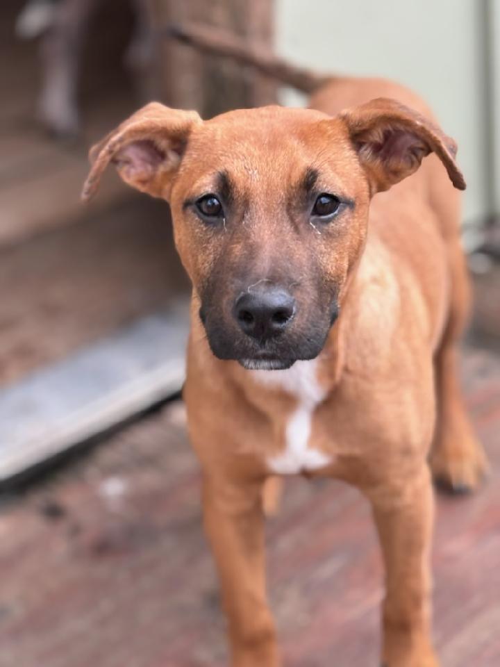 Enlarge Ava, a Adoptable mixed breed in Marengo, IL image 6/6