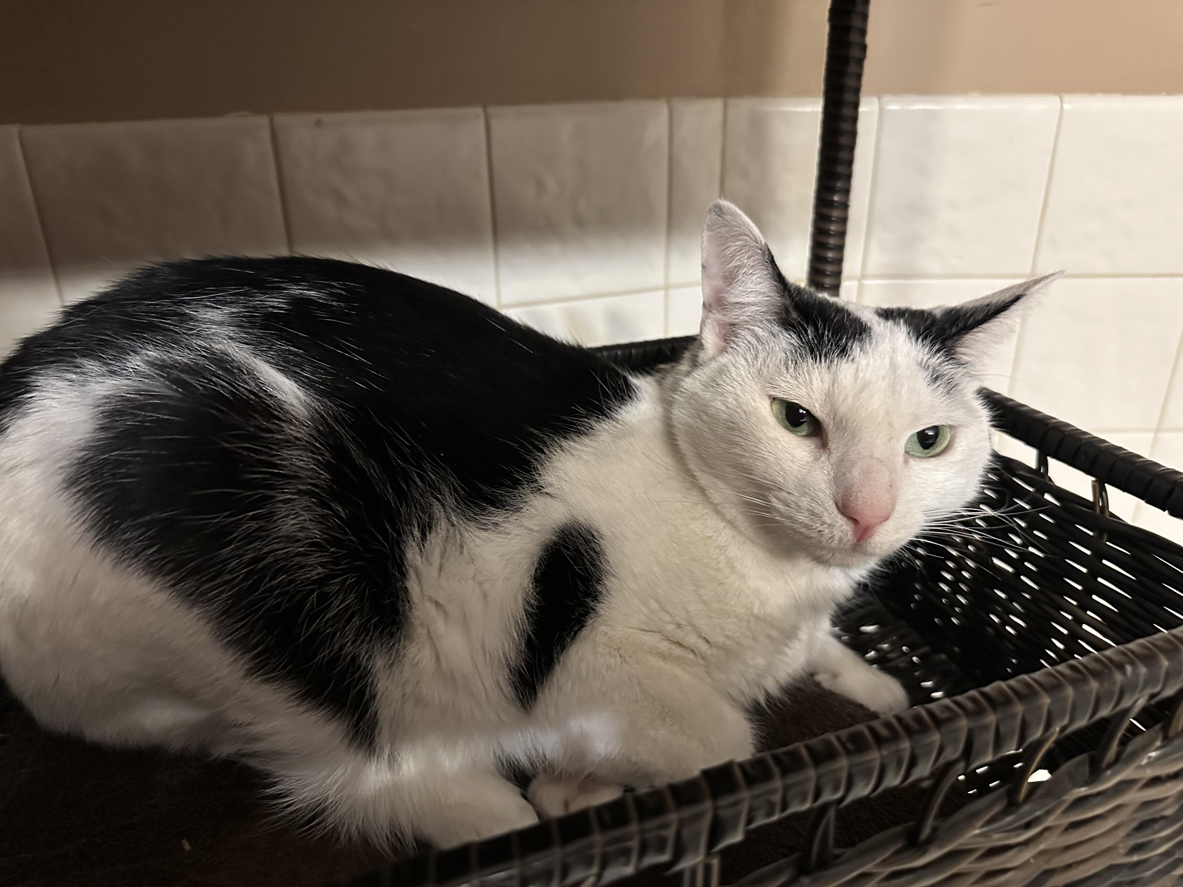 Enlarge Martin and Lottie (Bonded pair), a Adoptable mixed breed in Blaine, MN image 2/4