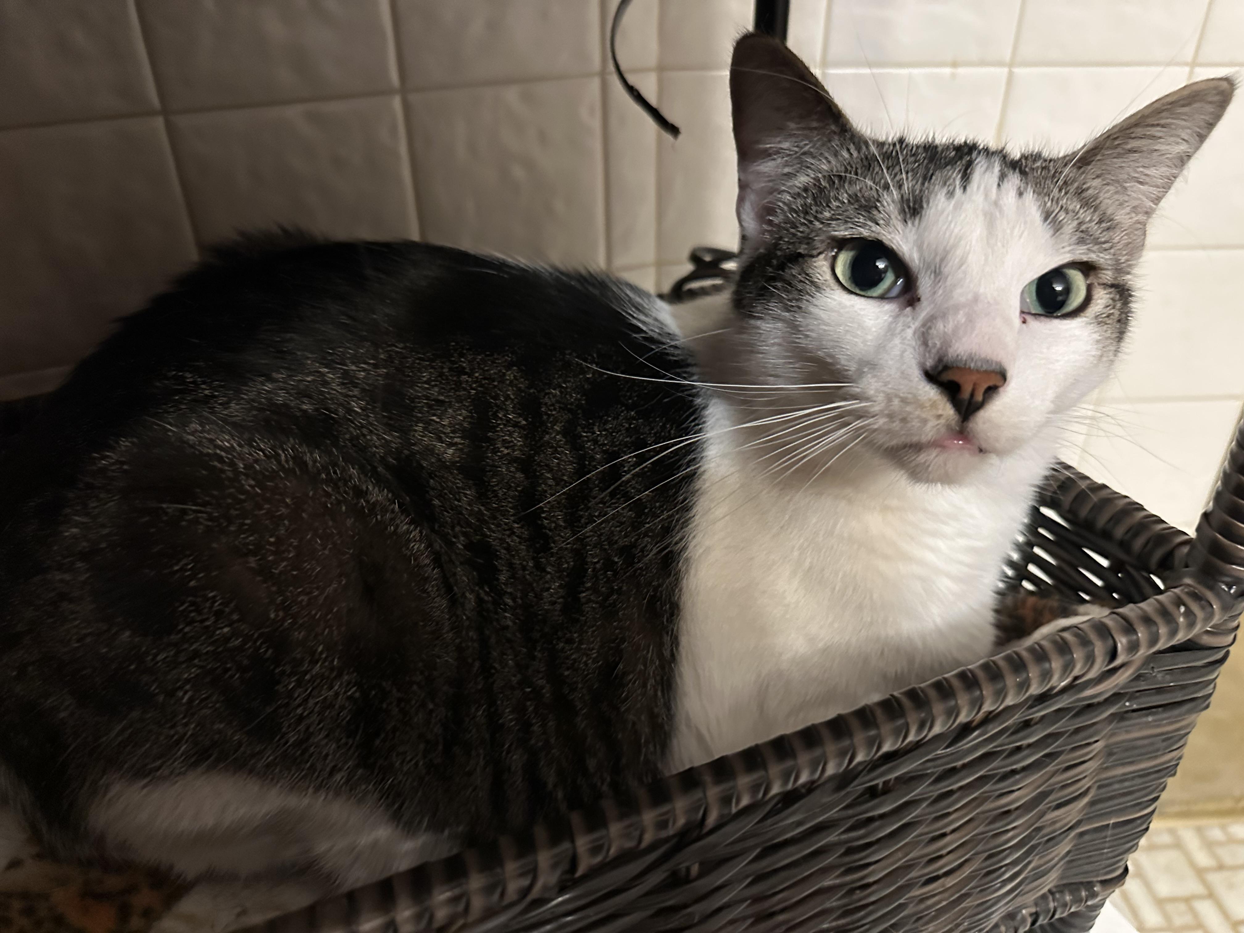 Enlarge Martin and Lottie (Bonded pair), a Adoptable mixed breed in Blaine, MN image 3/4