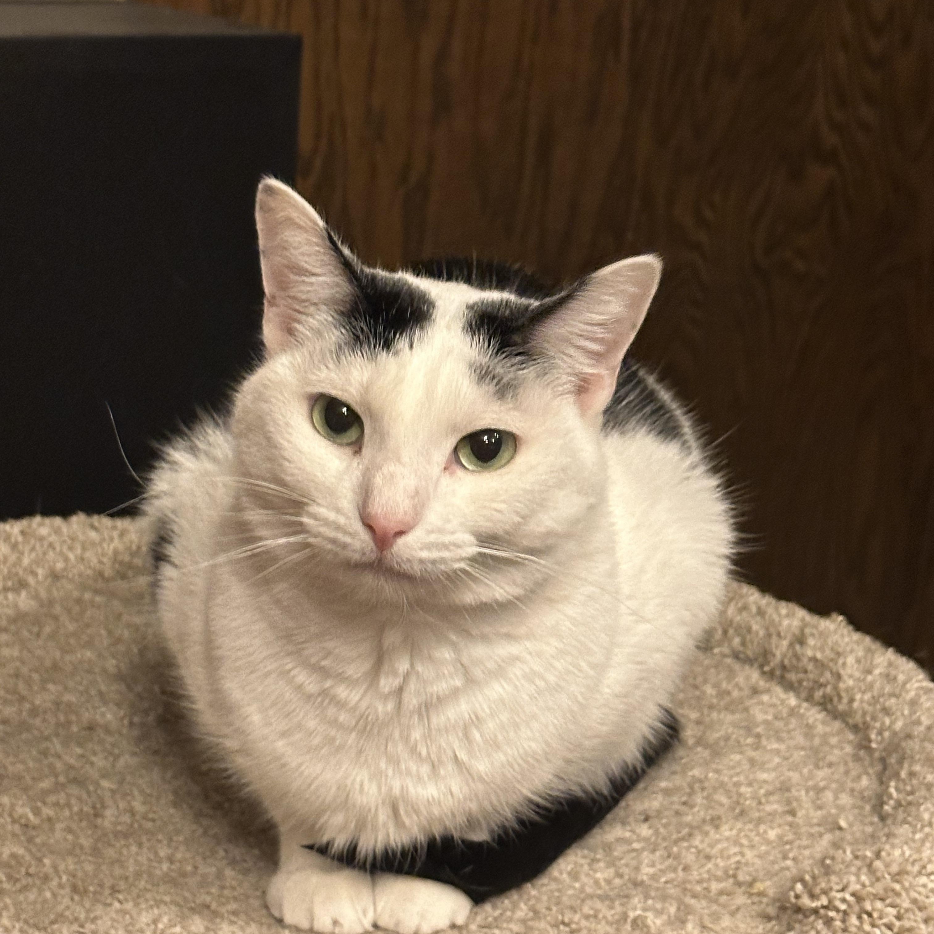 Enlarge Martin and Lottie (Bonded pair), a Adoptable mixed breed in Blaine, MN image 4/4