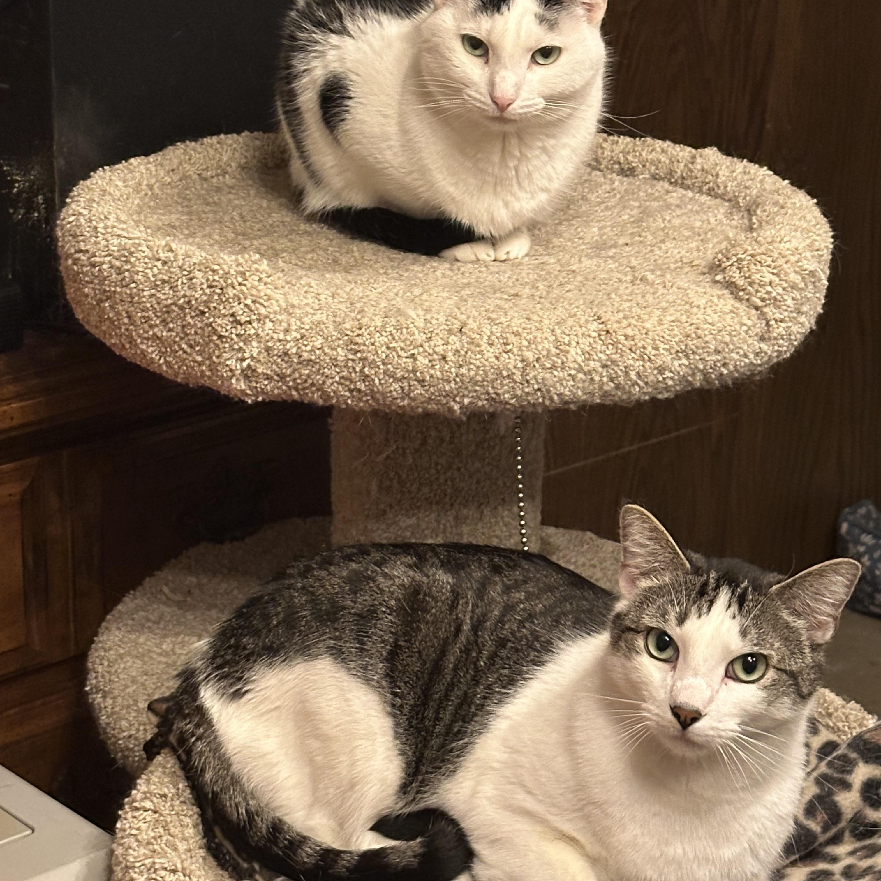 Martin and Lottie (Bonded pair), Adoptable, Adult Male Domestic Short Hair & Egyptian Mau.