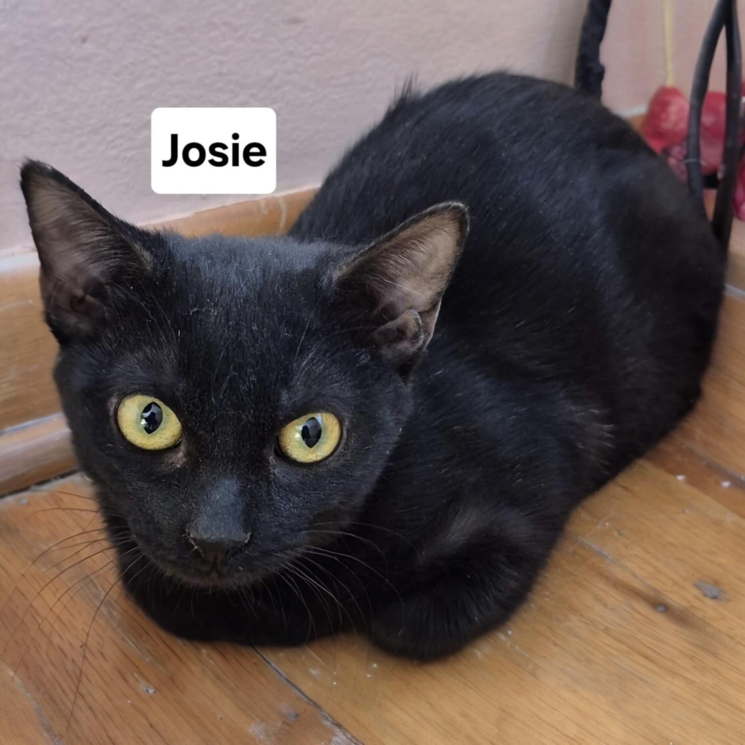Josie
