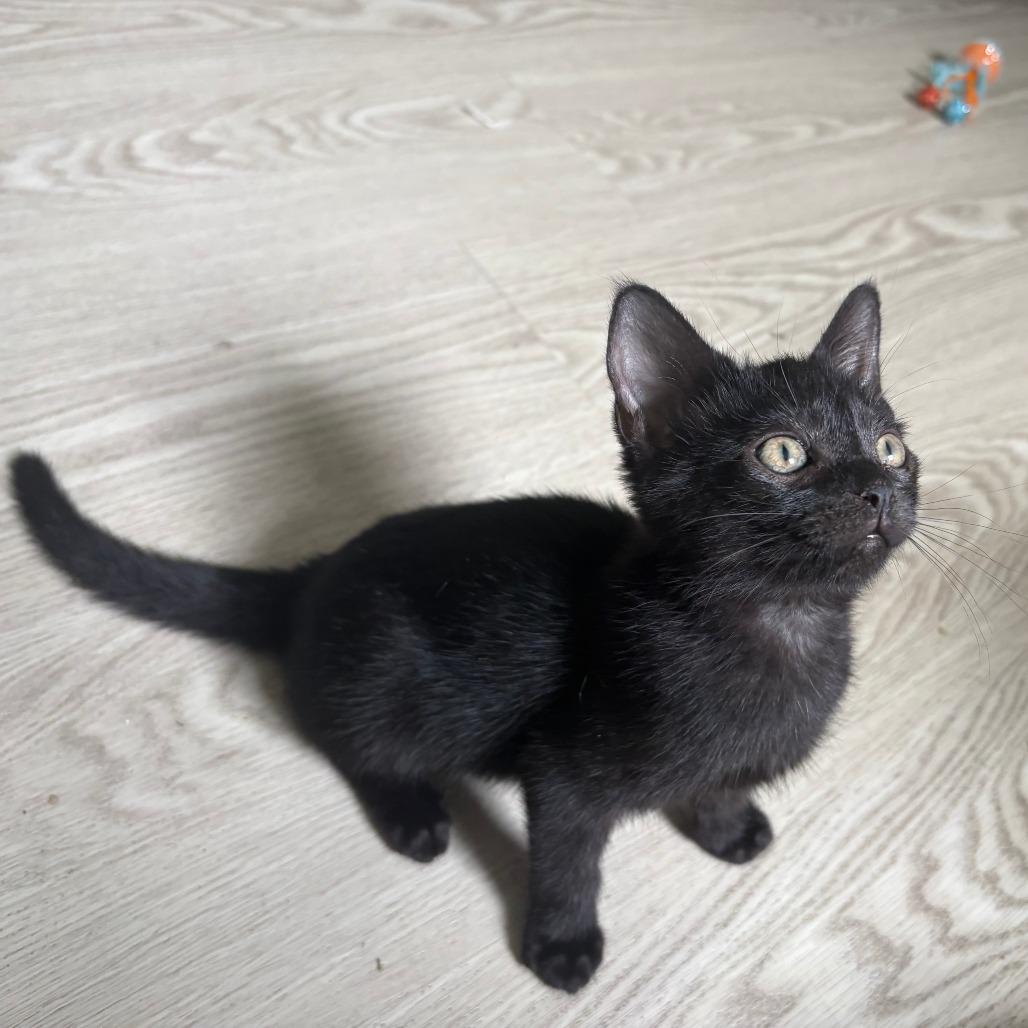 Meeny, Adoptable, Kitten Female Domestic Short Hair.