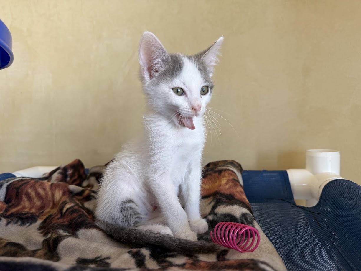 Cat Adoption Berkeley Ca: Find Your Perfect Feline Friend Today