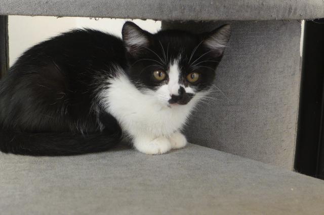 Iris, a ADOPTABLE mixed breed in Eureka, CA image 2/5
