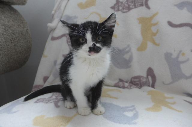 Iris, a ADOPTABLE mixed breed in Eureka, CA image 1/5