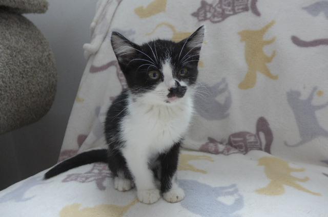 Iris, a ADOPTABLE mixed breed in Eureka, CA image 4/5