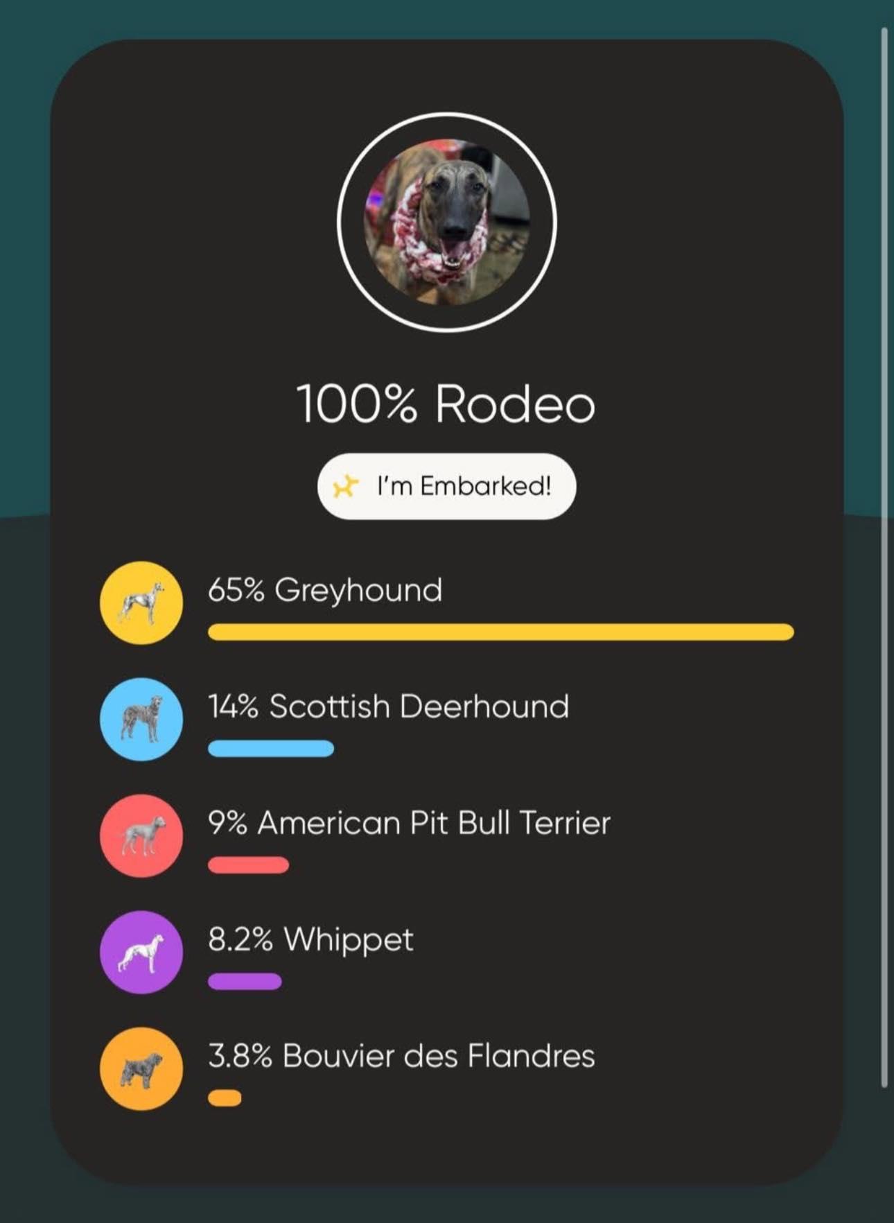 Enlarge Rodeo, a ADOPTABLE mixed breed in Indianapolis, IN image 3/3