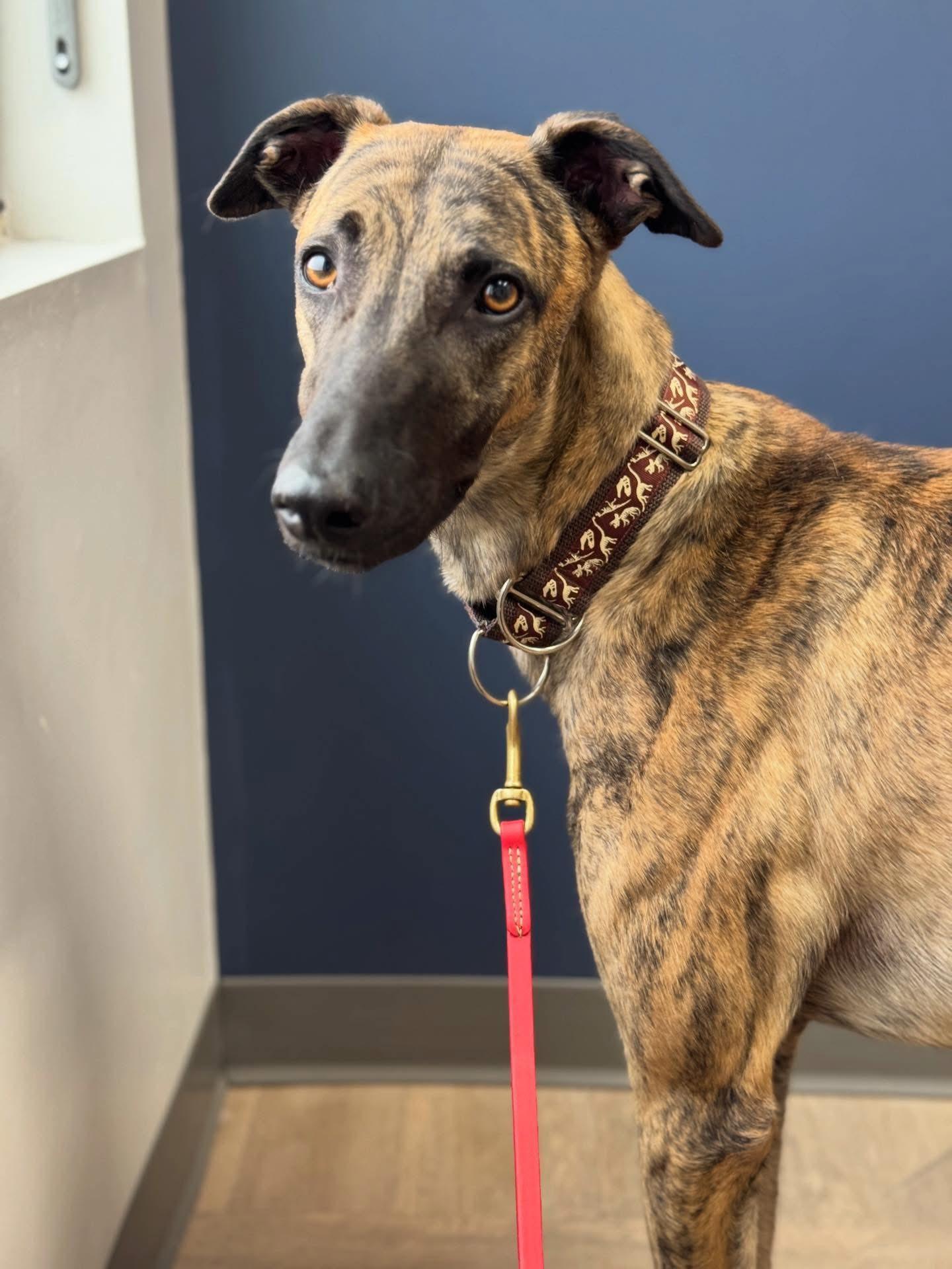 Enlarge Rodeo, a ADOPTABLE mixed breed in Indianapolis, IN image 1/3