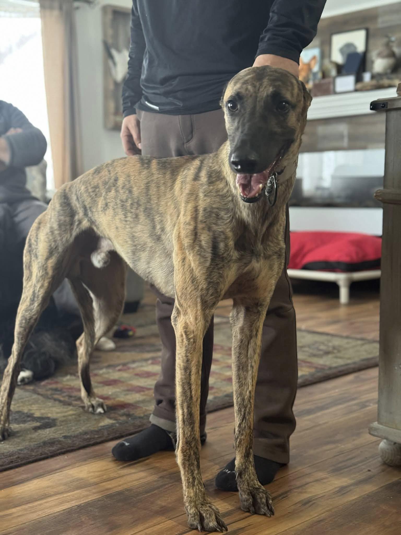 Enlarge Rodeo, a ADOPTABLE mixed breed in Indianapolis, IN image 2/3