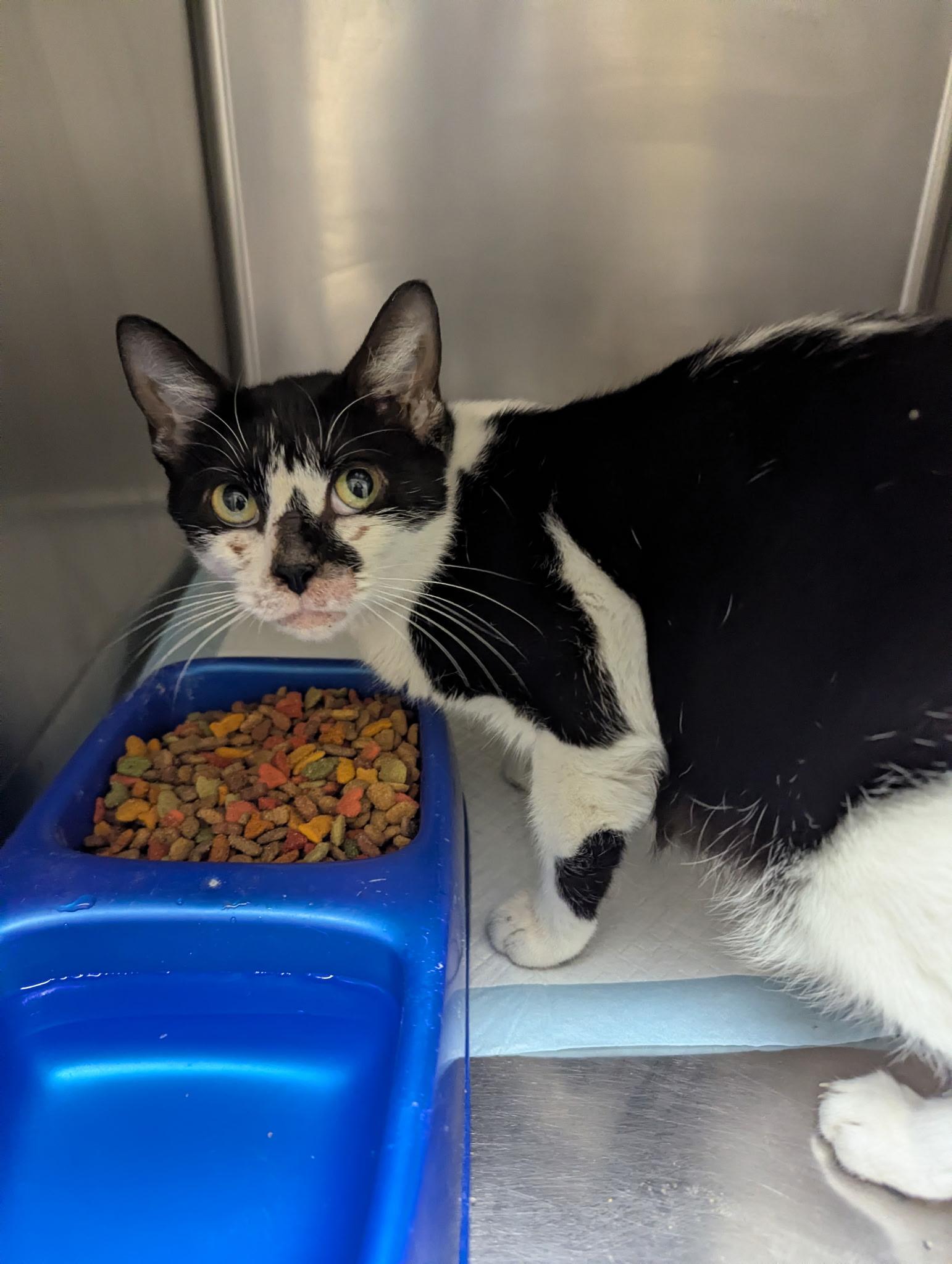 Enlarge Dawn24231, a ADOPTABLE mixed breed in Rocky Mount, NC image 1/3