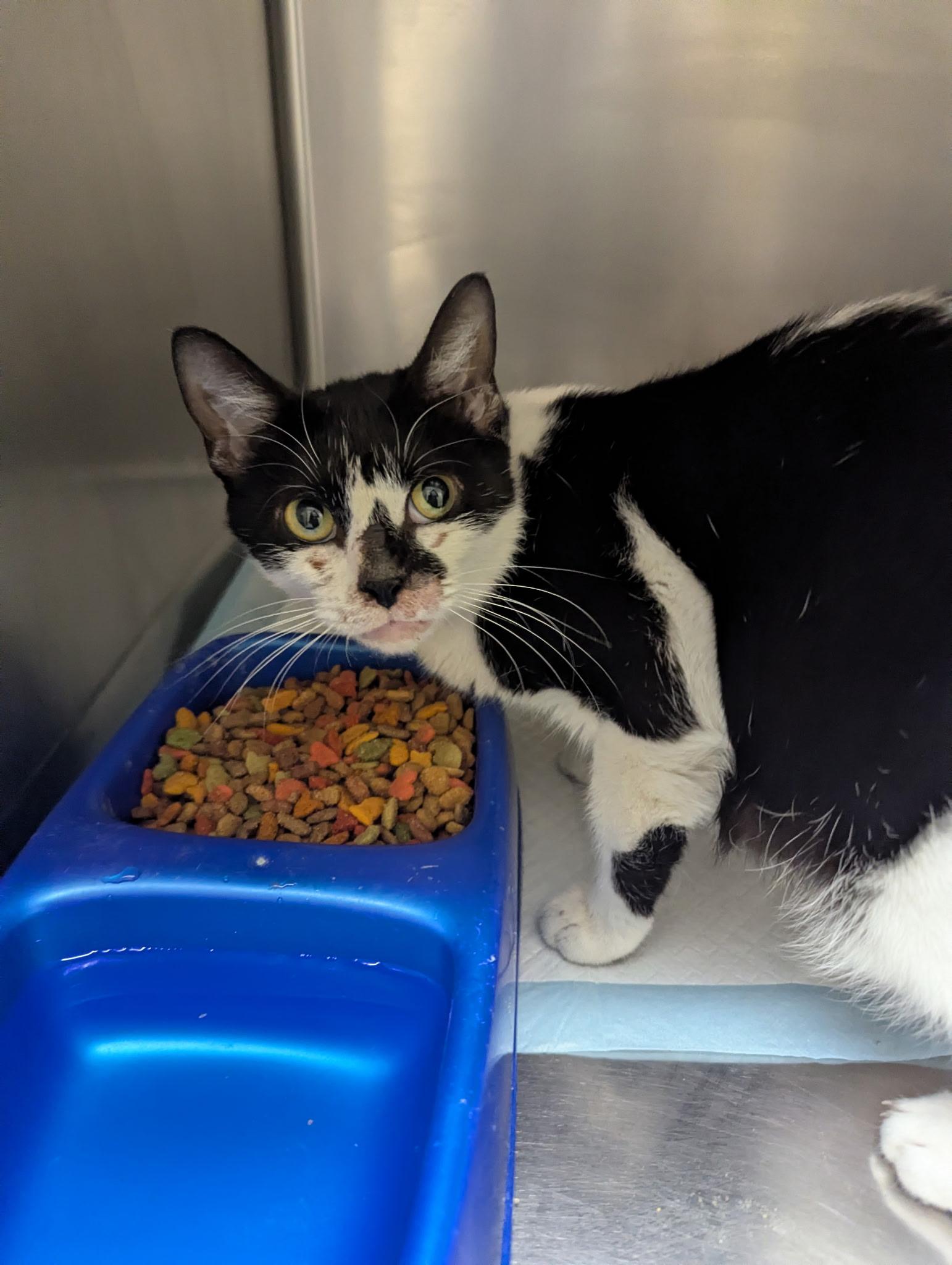 Enlarge Dawn24231, a ADOPTABLE mixed breed in Rocky Mount, NC image 2/3