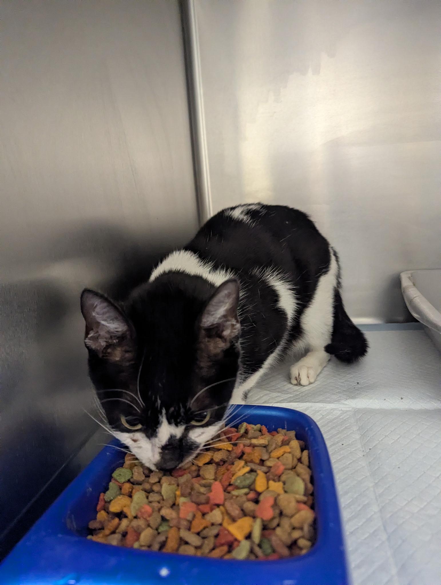 Enlarge Dawn24231, a ADOPTABLE mixed breed in Rocky Mount, NC image 3/3