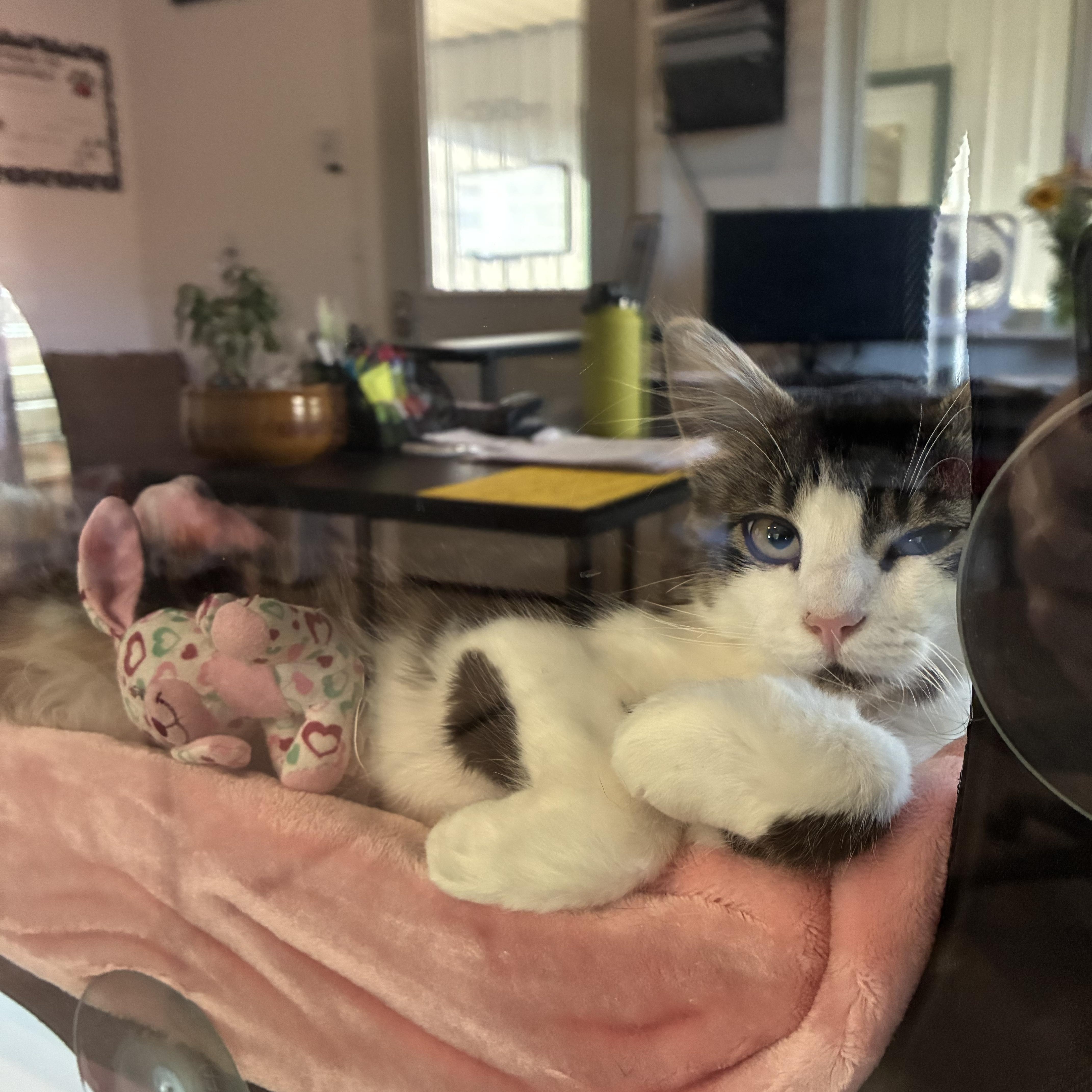 Enlarge Merry, an adopted mixed breed in Bonners Ferry, ID image 2/2