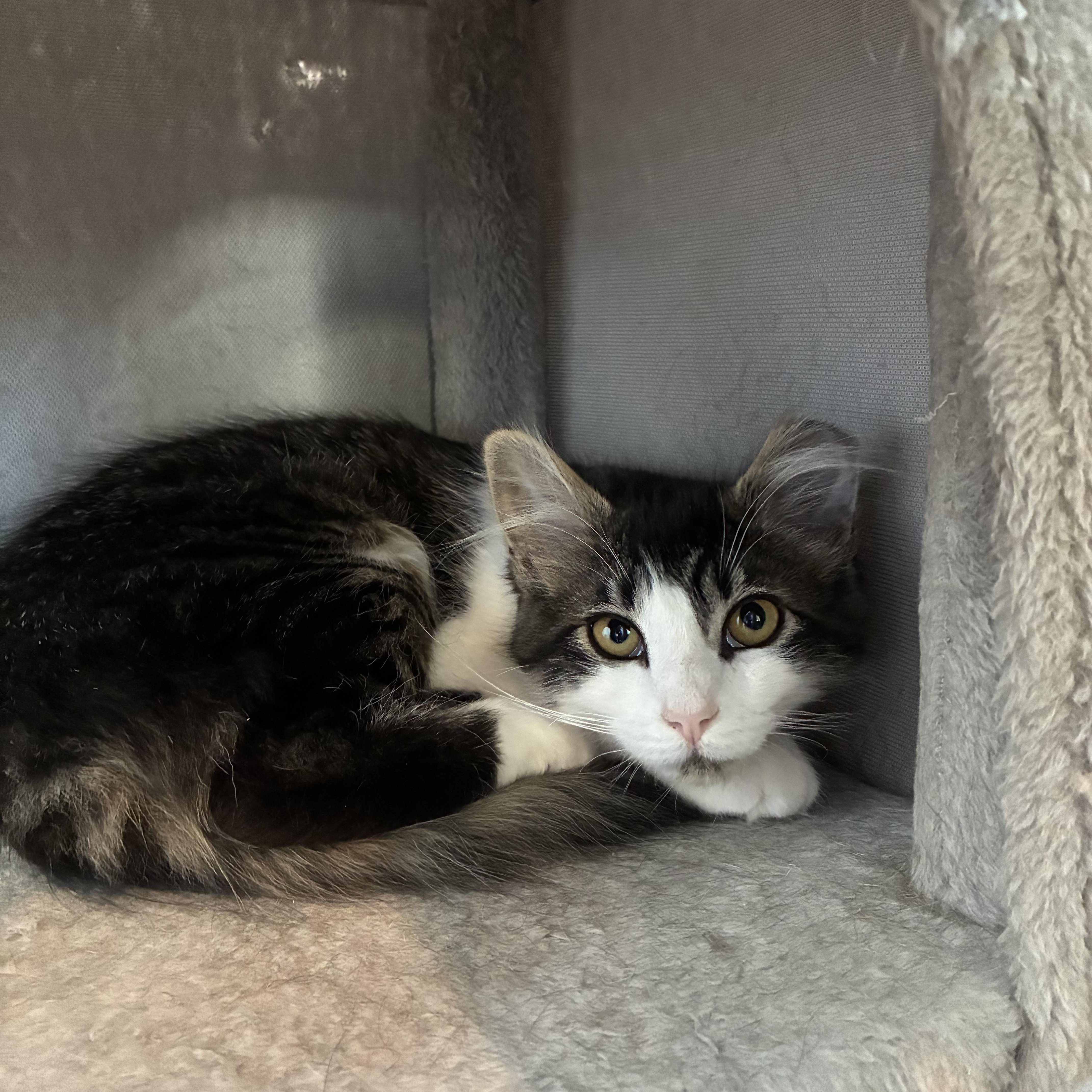 Enlarge Merry, an adopted mixed breed in Bonners Ferry, ID image 1/2