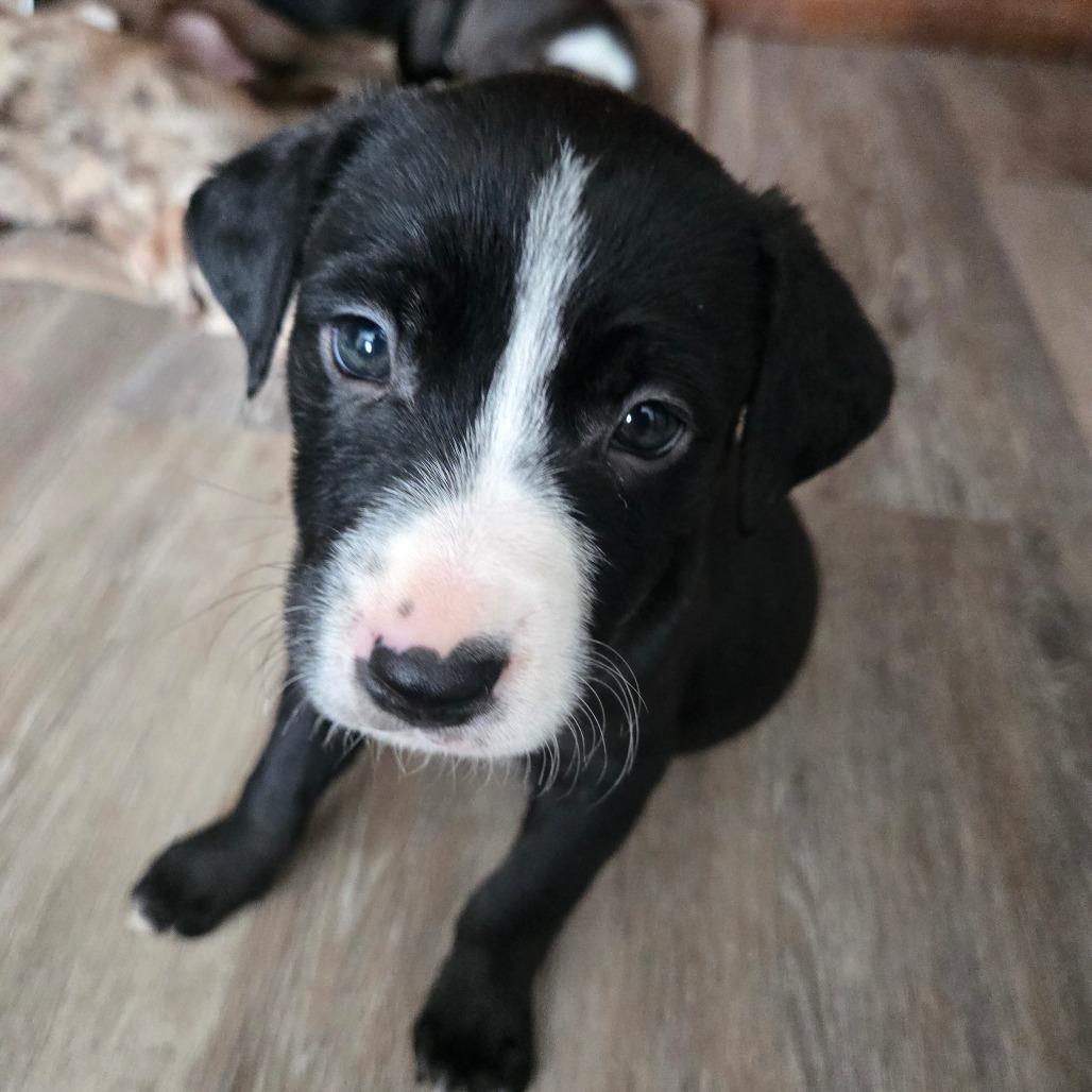 Enlarge Charleston, a Adoptable Mixed Breed in Lima, OH image 1/2